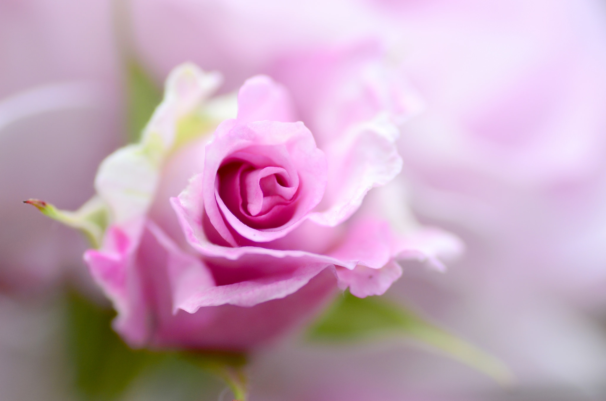 Завантажити шпалери безкоштовно Природа, Квітка, Макрос, Роза, Земля, Рожева Квітка, Флауерзи картинка на робочий стіл ПК
