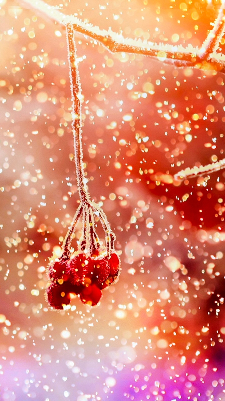 Download mobile wallpaper Winter, Nature, Snow, Earth, Berry for free.