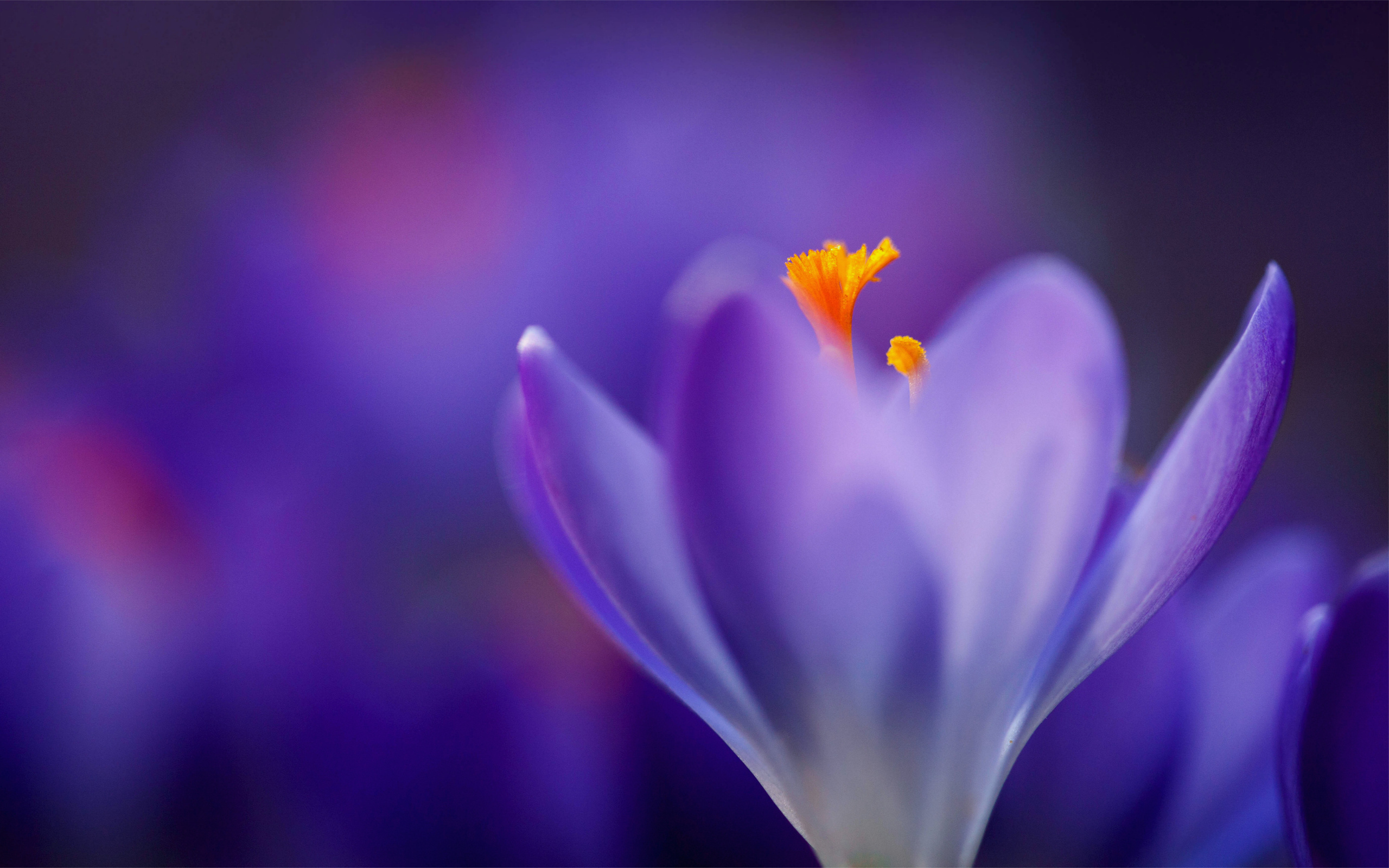 Laden Sie das Blumen, Blume, Erde/natur-Bild kostenlos auf Ihren PC-Desktop herunter