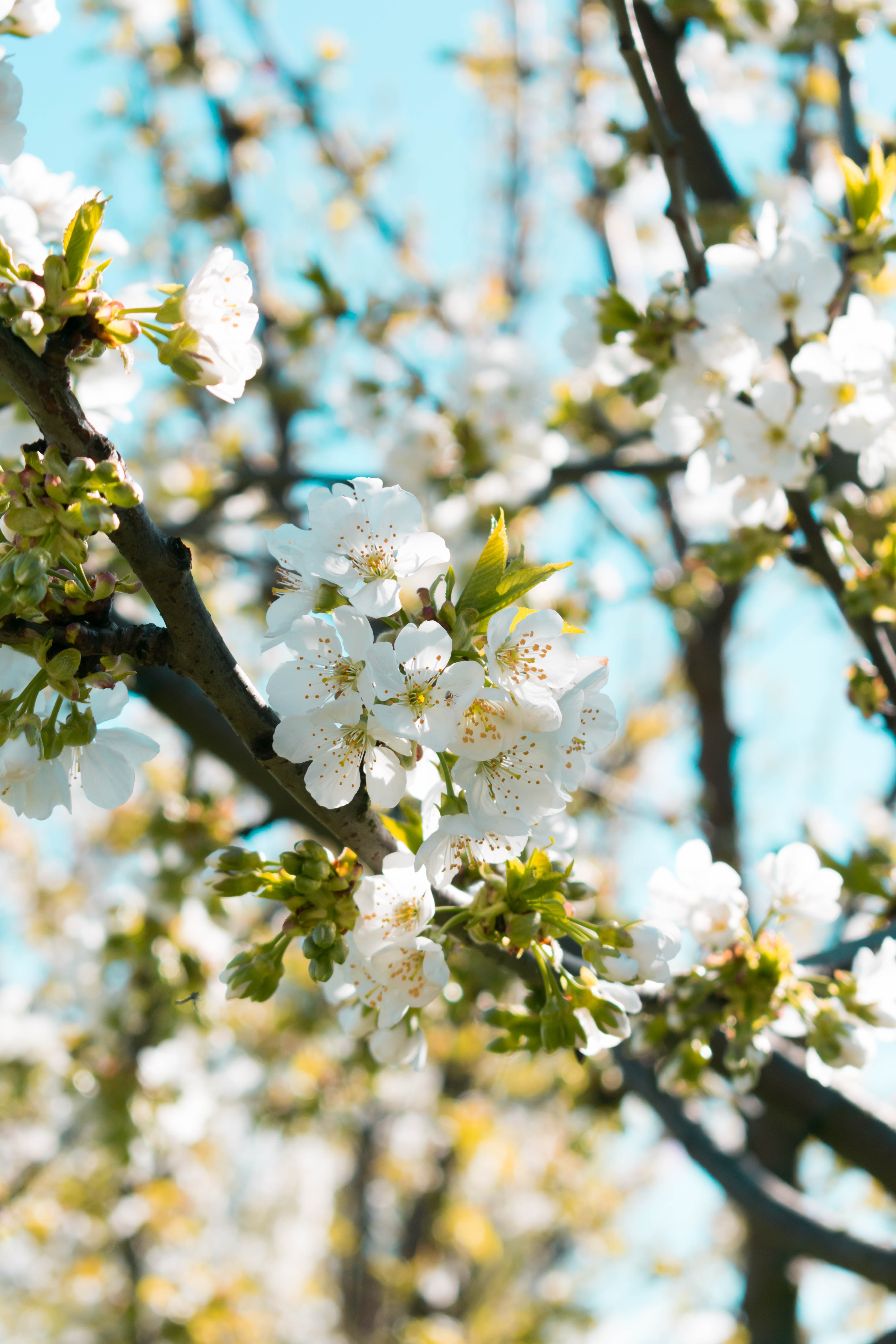 spring, flowers, macro, blur, smooth, bloom, flowering, branch Desktop home screen Wallpaper