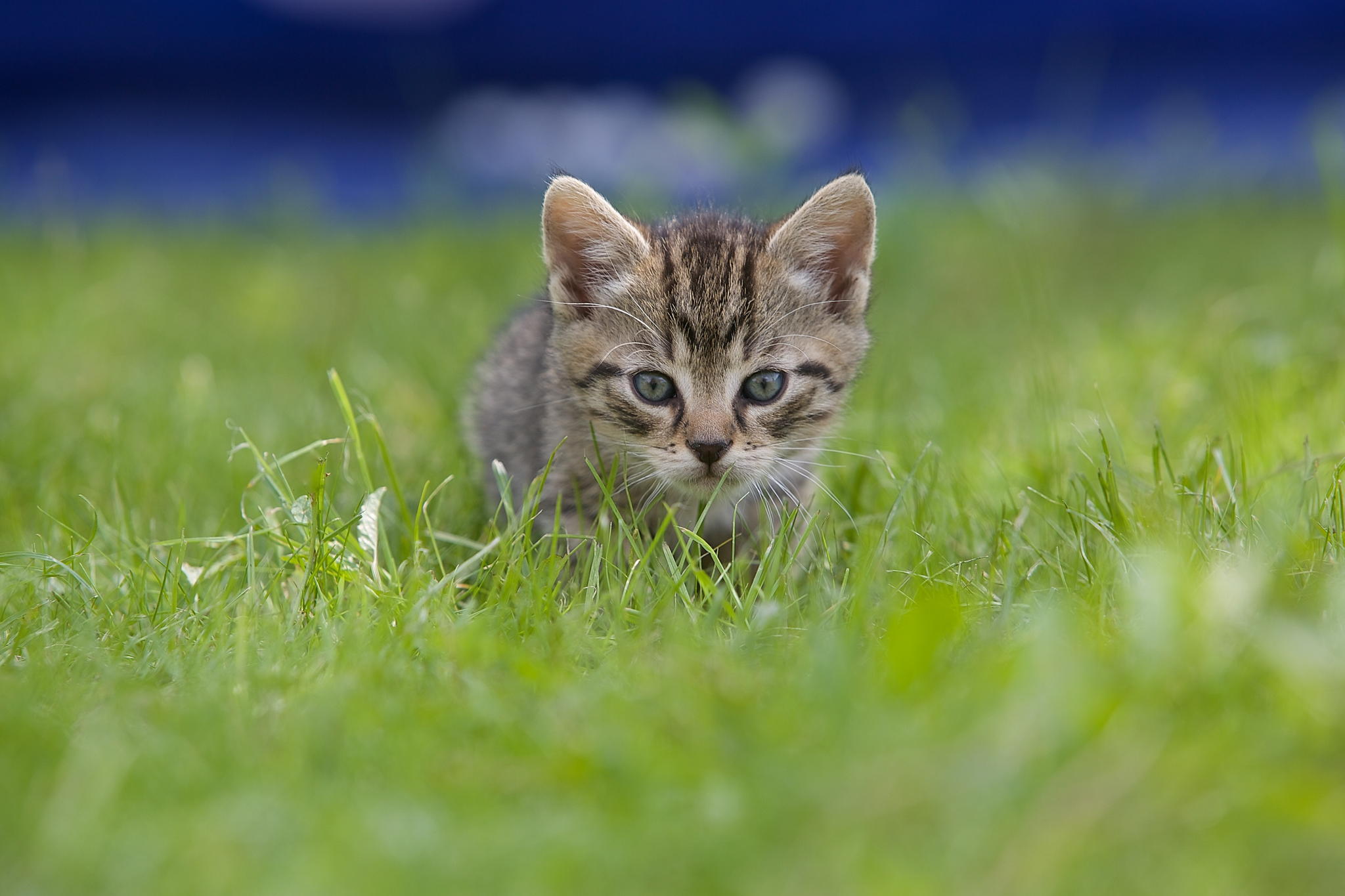 Laden Sie das Grass, Unschärfe, Sicht, Glatt, Meinung, Kätzchen, Tiere-Bild kostenlos auf Ihren PC-Desktop herunter