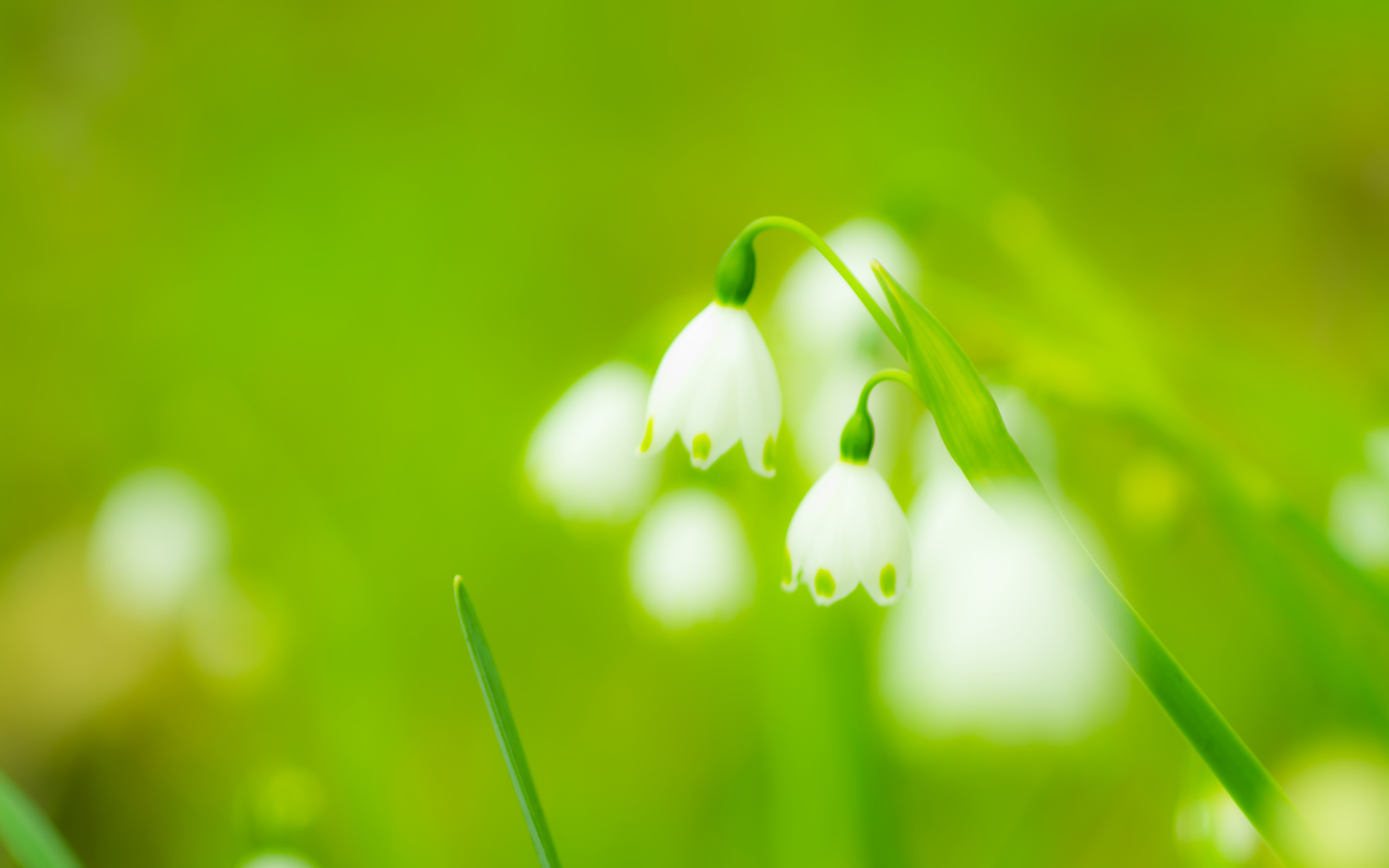 Baixe gratuitamente a imagem Flores, Flor, Primavera, Terra/natureza, Campânula Branca na área de trabalho do seu PC