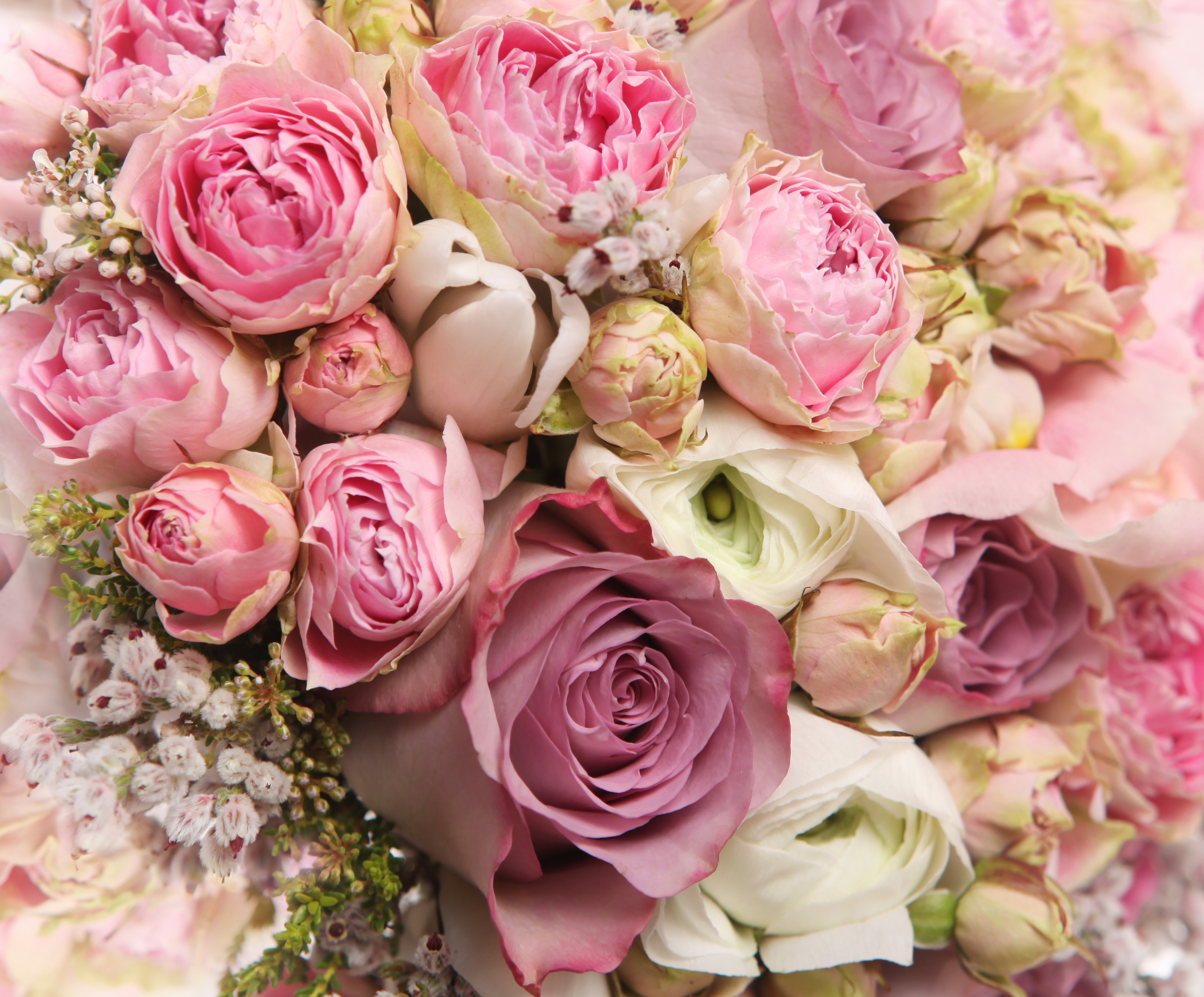 414060壁紙のダウンロード地球, 花, 牡丹, ピンクの花, ラナンキュラ, 薔薇, フラワーズ-スクリーンセーバーと写真を無料で