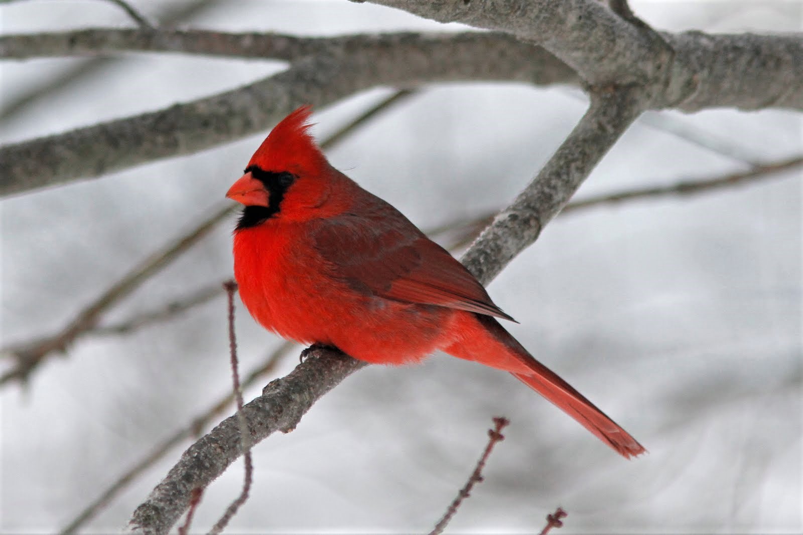 424265 скачать обои животные, северный кардинал, птицы, ветка, кардиналовые, зима - заставки и картинки бесплатно