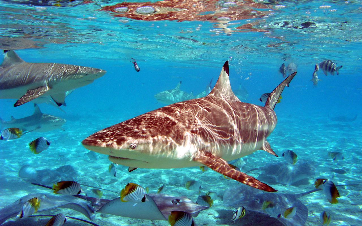 1434413 descargar imagen tiburón, animales: fondos de pantalla y protectores de pantalla gratis