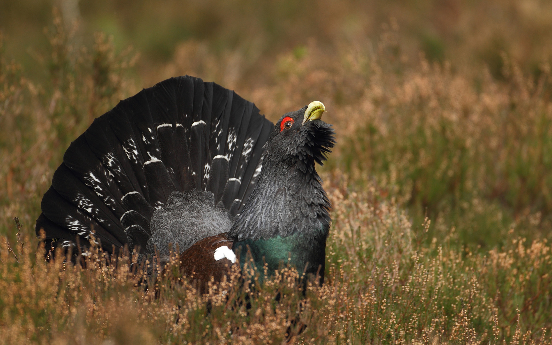 Laden Sie das Tiere, Vögel, Vogel-Bild kostenlos auf Ihren PC-Desktop herunter