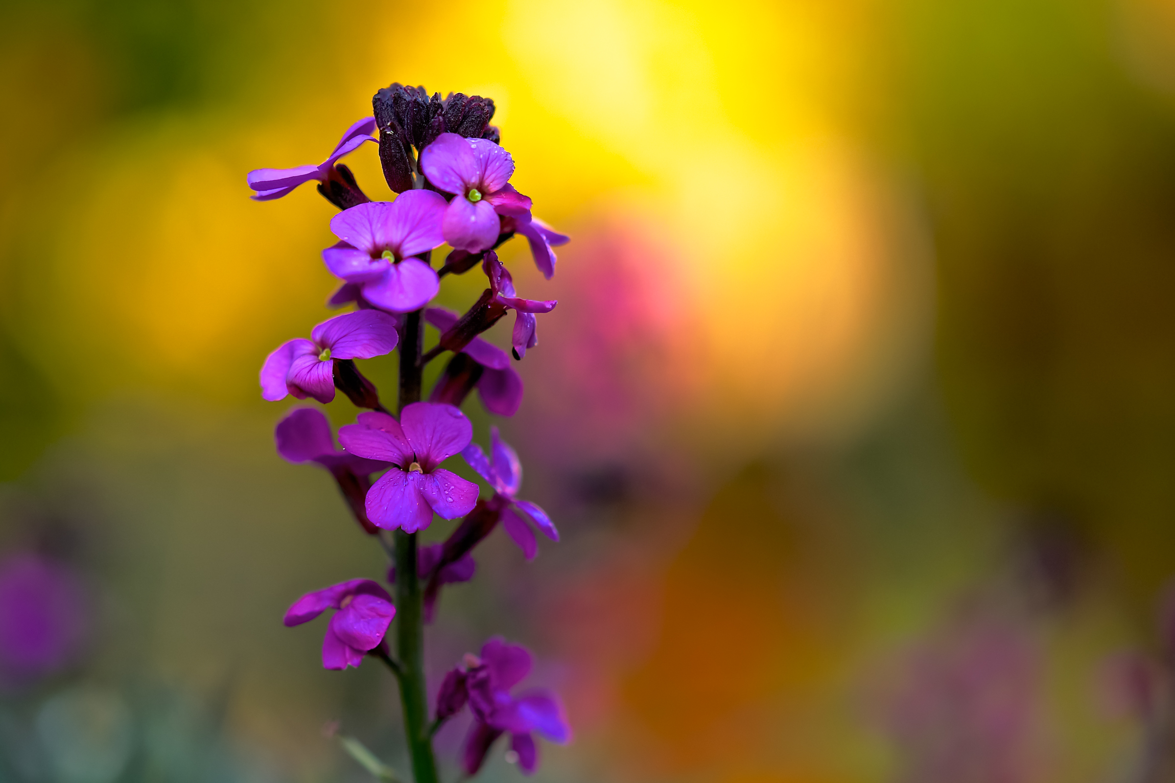 Download mobile wallpaper Nature, Flowers, Flower, Earth, Bokeh, Purple Flower for free.