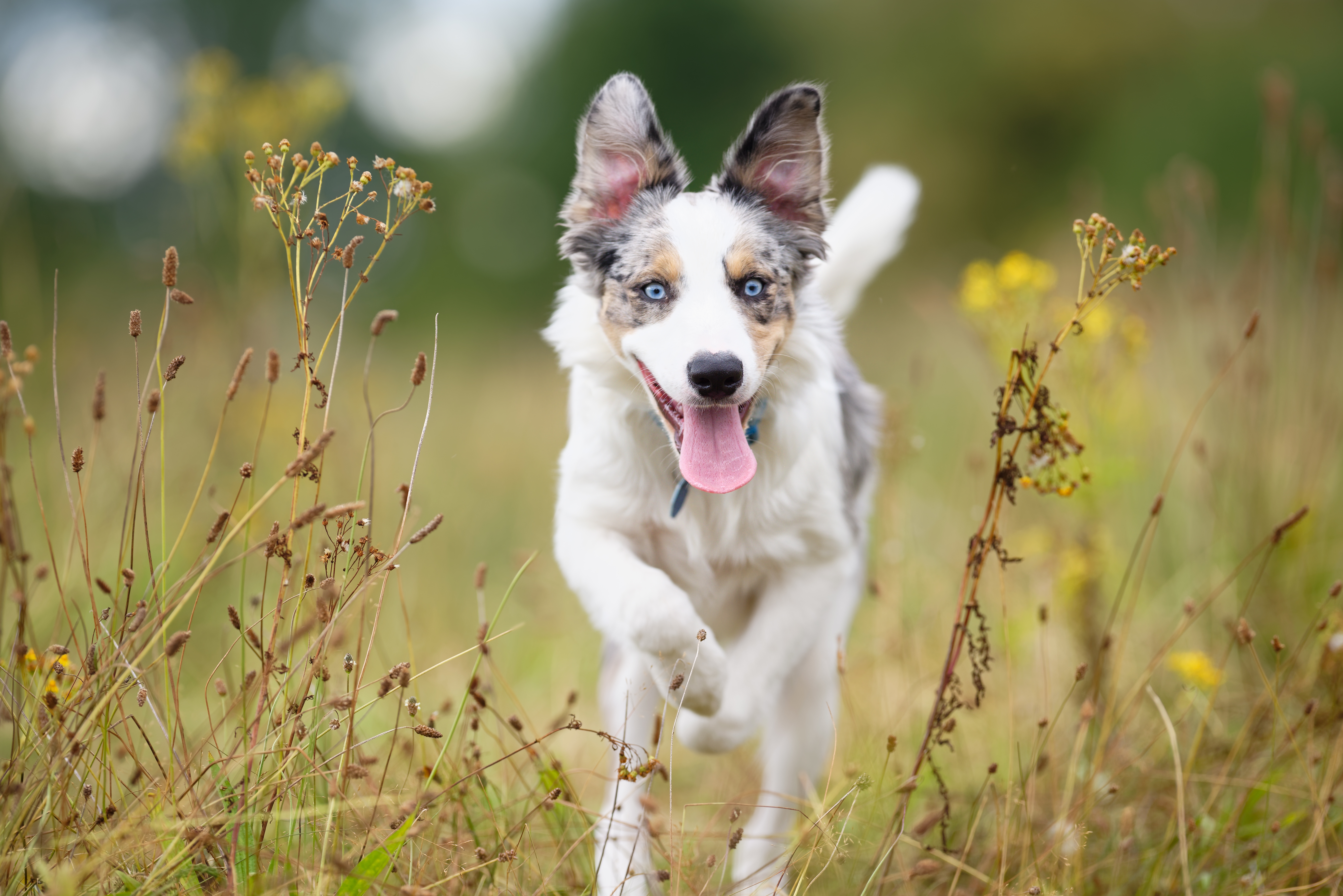 Laden Sie das Tiere, Hunde, Hund, Border Collie-Bild kostenlos auf Ihren PC-Desktop herunter