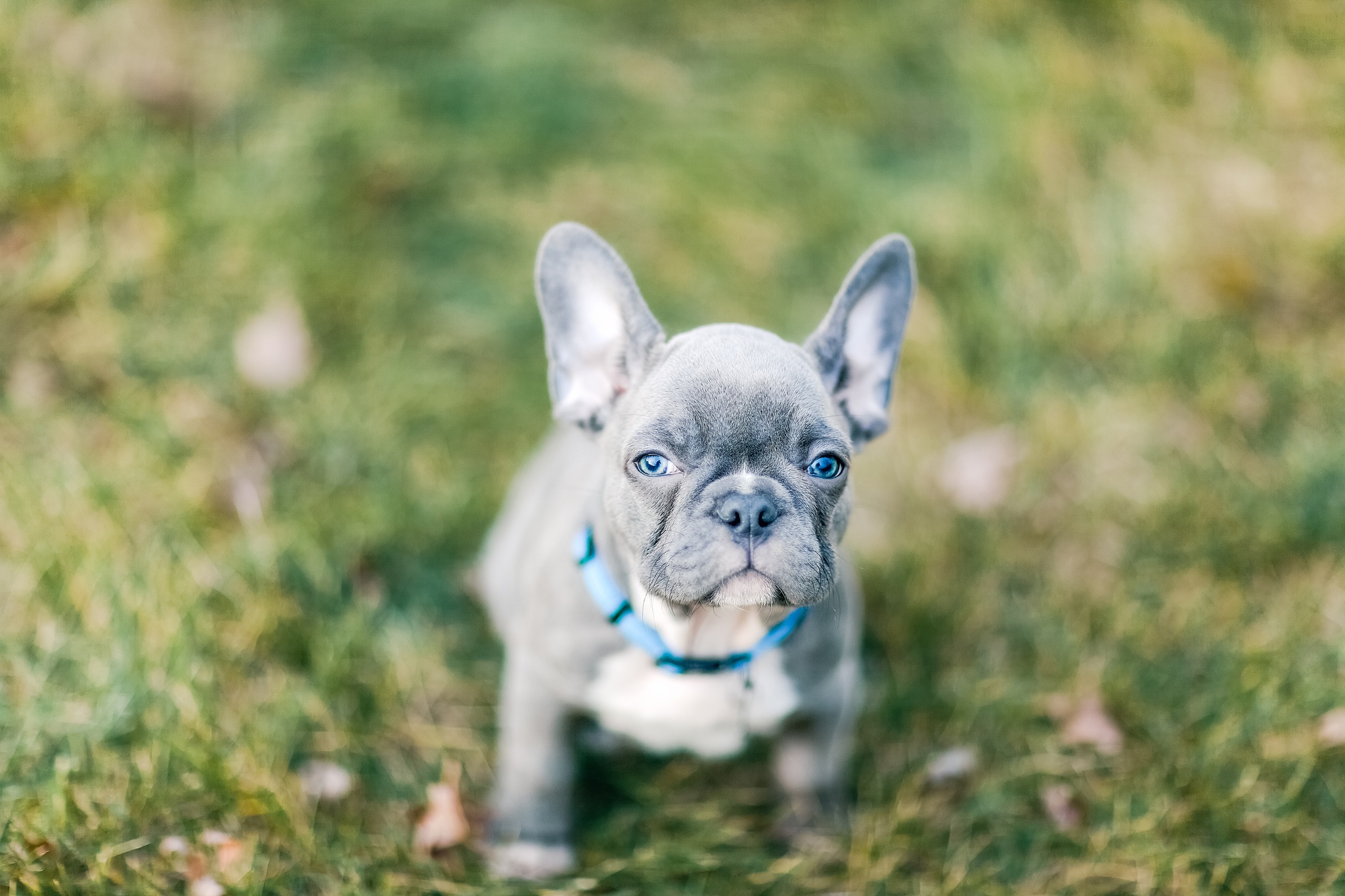 Download mobile wallpaper Dogs, Dog, Blur, Animal, Puppy, French Bulldog for free.