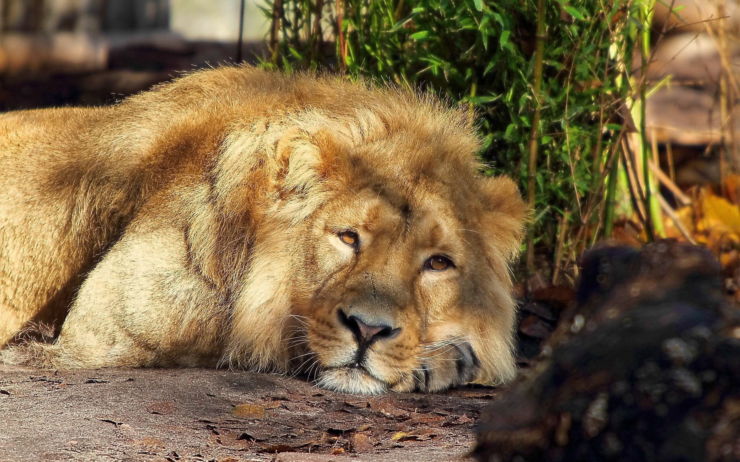 126811 descargar fondo de pantalla animales, un leon, león, melena, dormir, soñar, rey de las bestias: protectores de pantalla e imágenes gratis