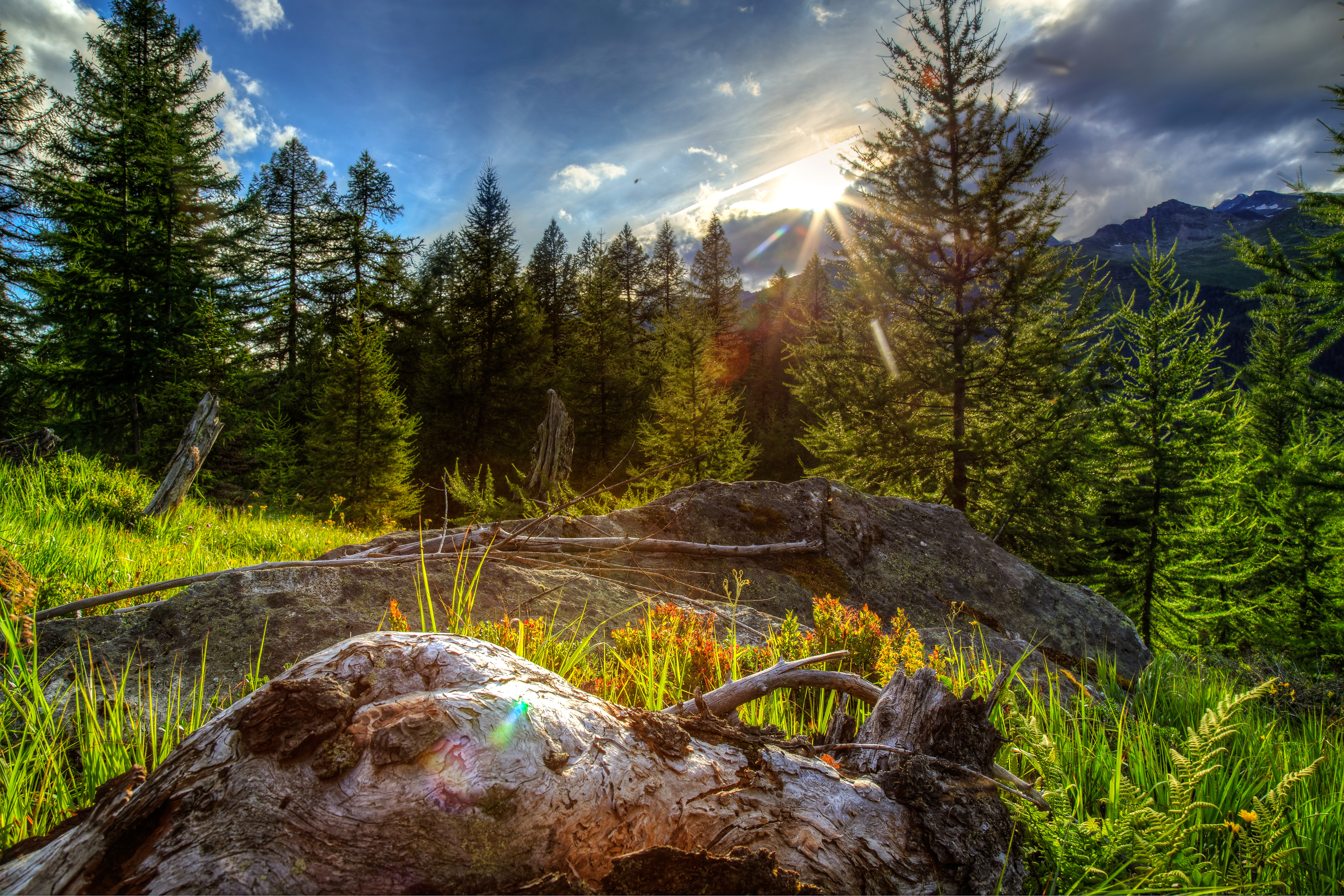 Handy-Wallpaper Natur, Baum, Sonnenstrahl, Erde/natur kostenlos herunterladen.