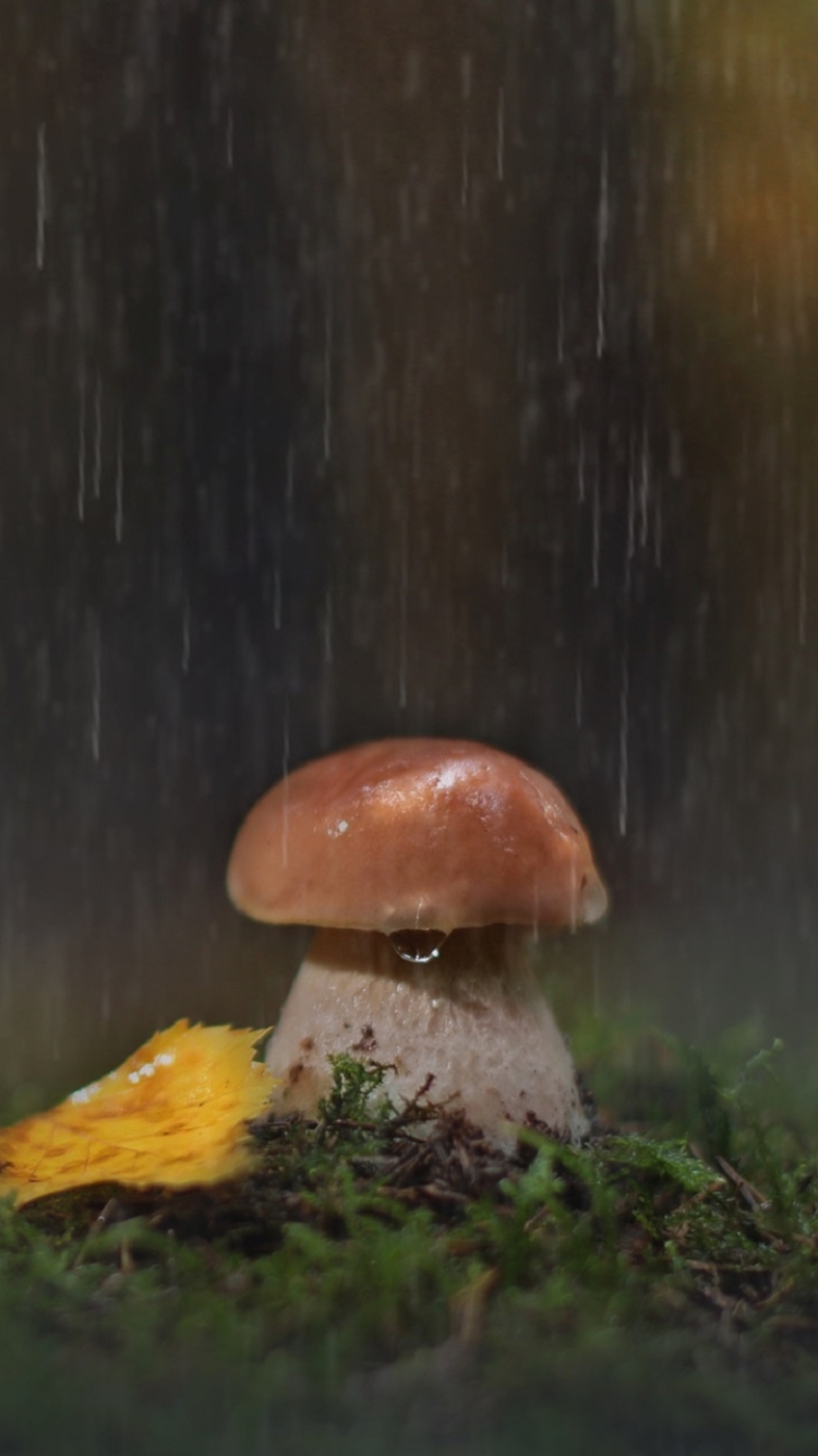 Download mobile wallpaper Nature, Rain, Close Up, Fall, Earth, Mushroom for free.
