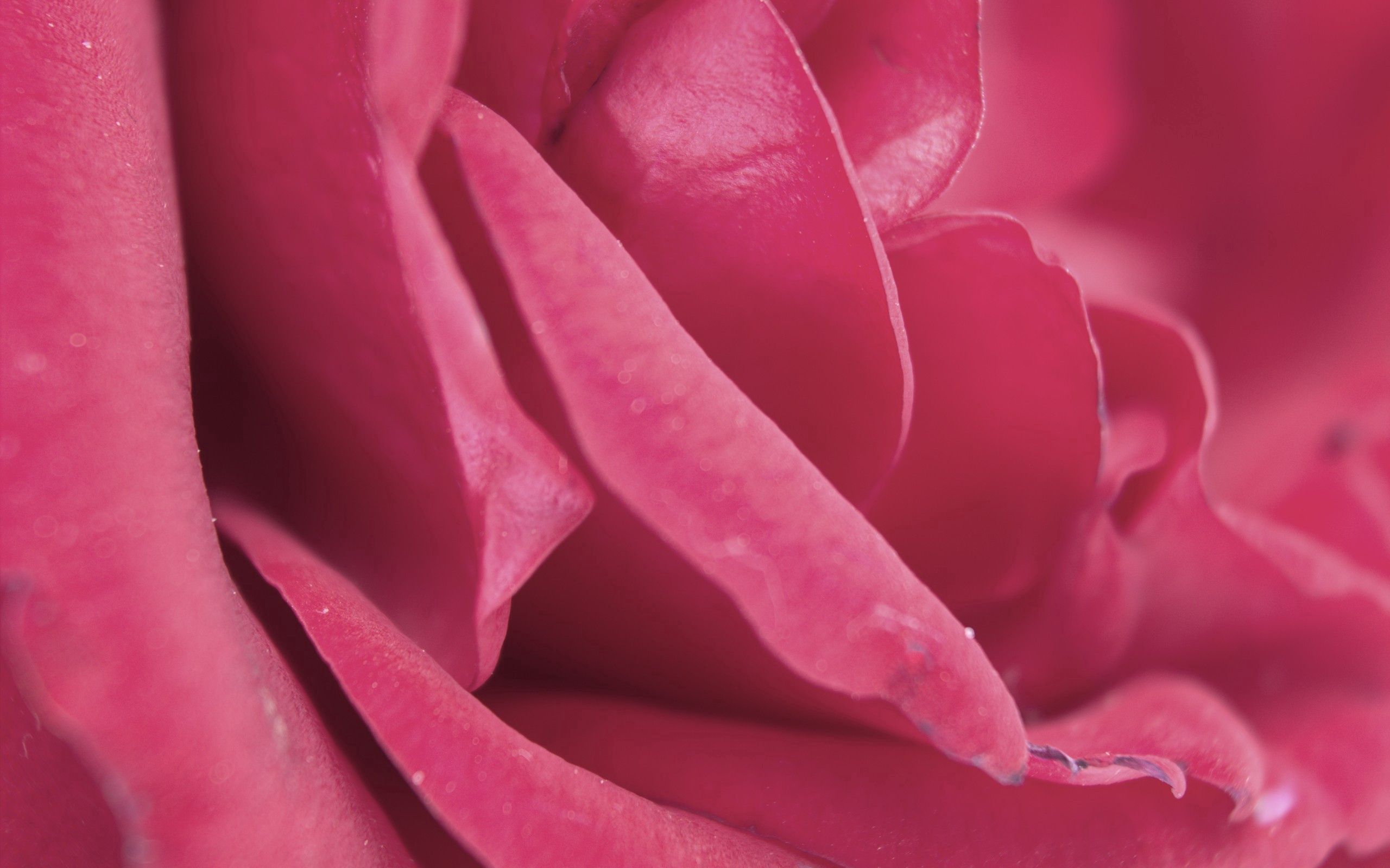 Free download wallpaper Macro, Bud, Rose, Pink, Petals, Rose Flower on your PC desktop