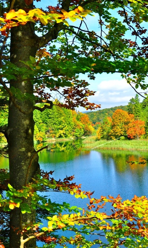 Скачать картинку Осень, Озера, Озеро, Дерево, Земля, Падать, Земля/природа в телефон бесплатно.