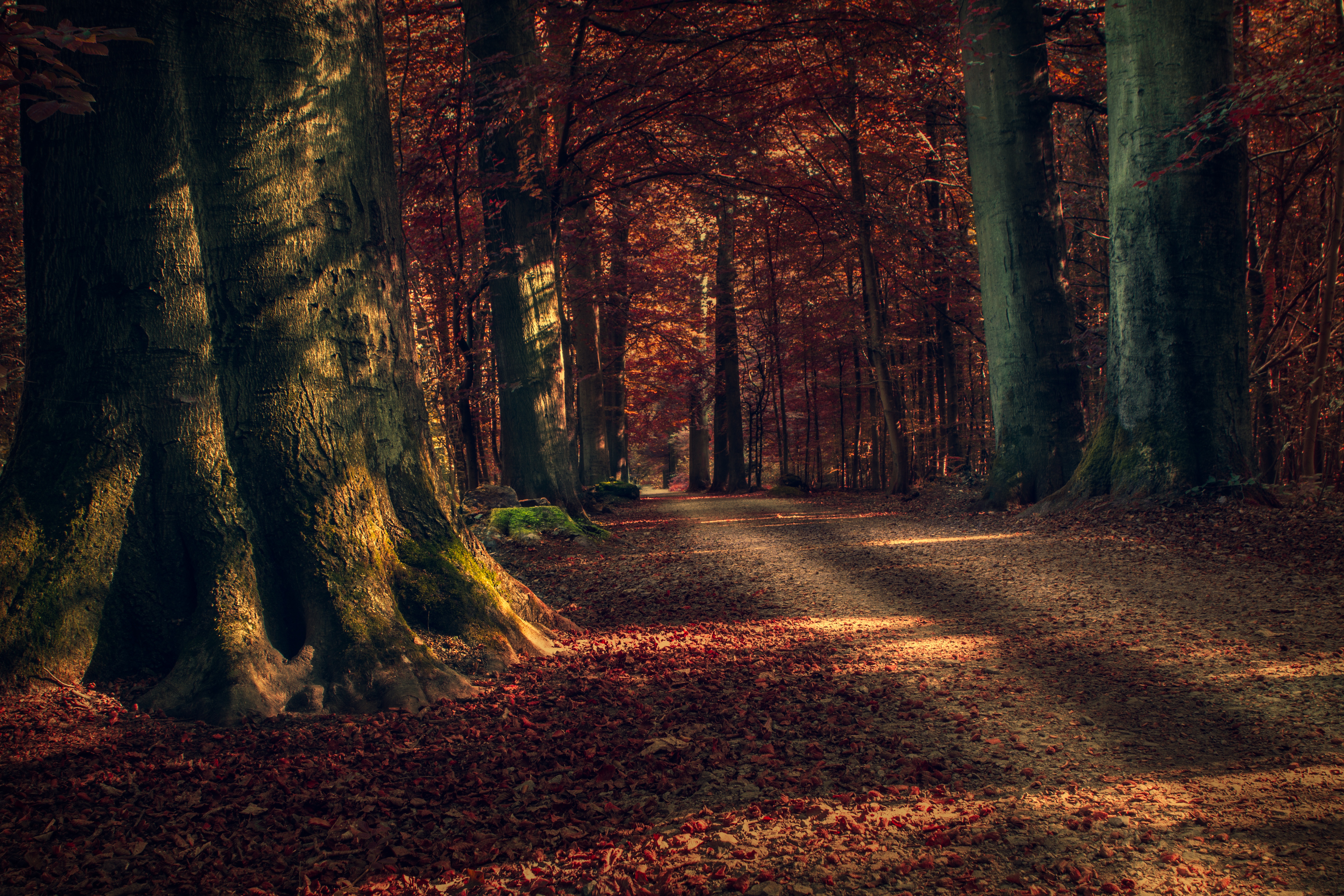 Download mobile wallpaper Nature, Forest, Tree, Fall, Earth, Path, Dirt Road for free.