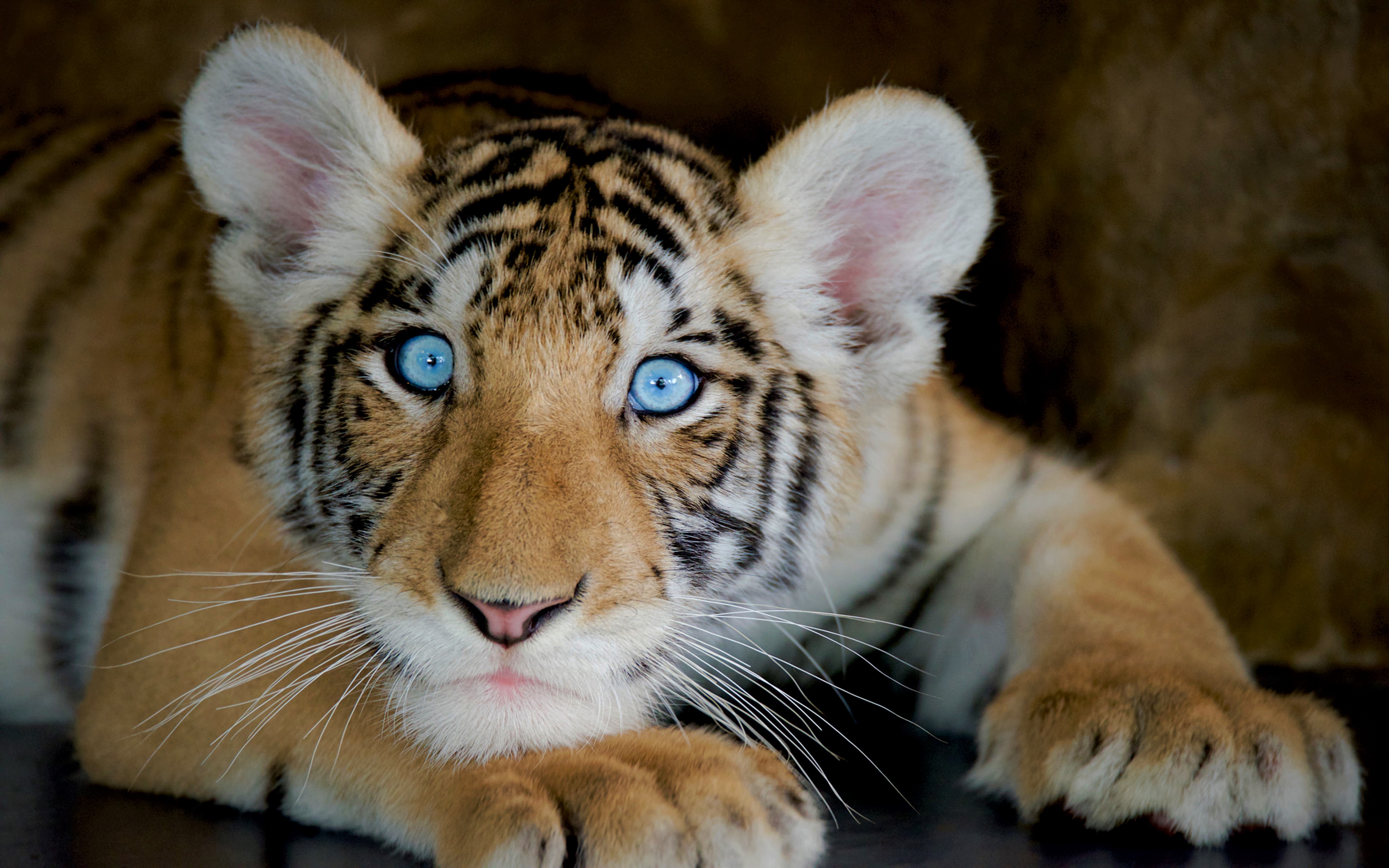 Téléchargez des papiers peints mobile Animaux, Chats, Tigre, Lionceau, Bébé Animal gratuitement.