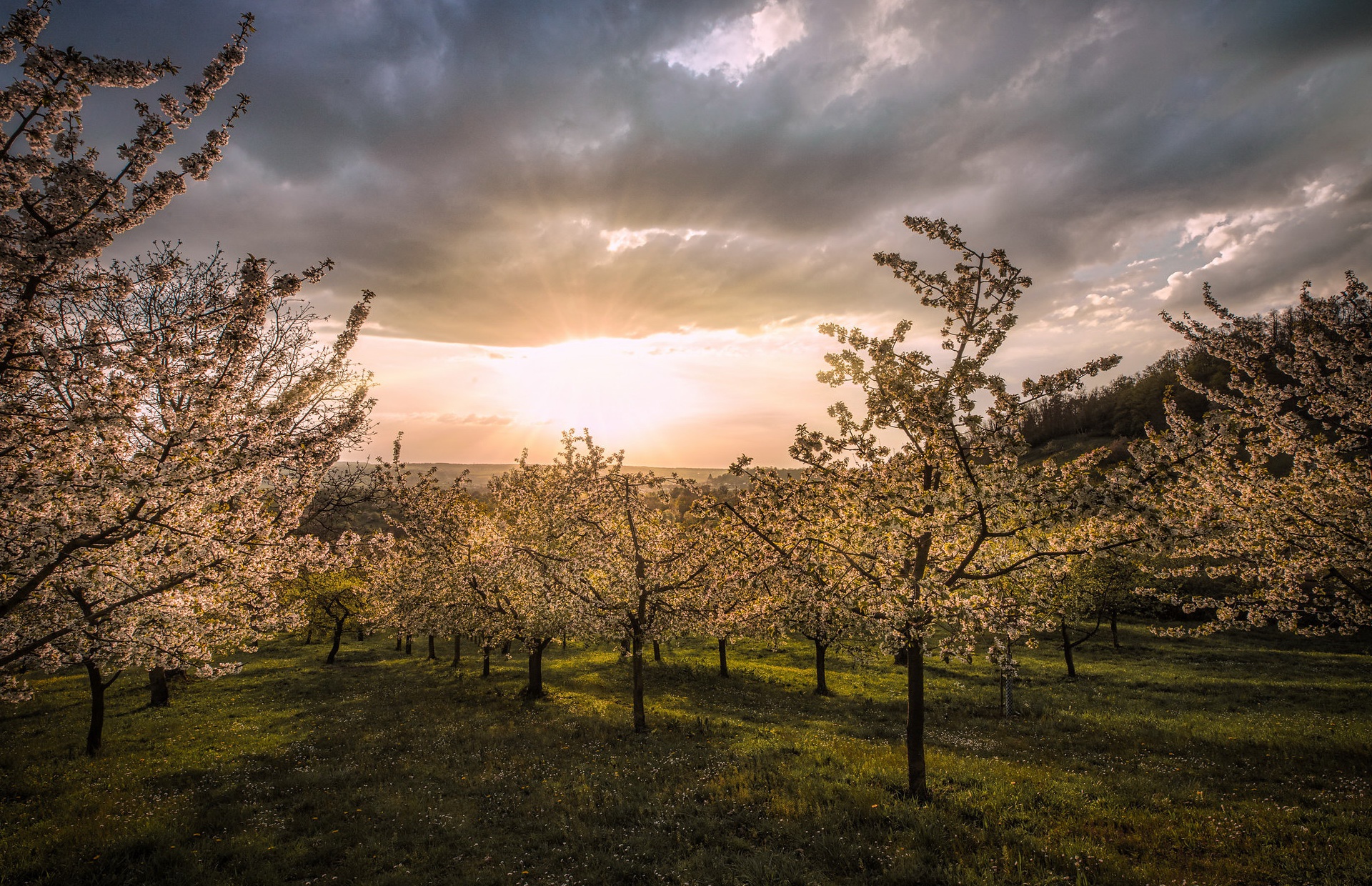 Descarga gratis la imagen Amanecer, Atardecer, Tierra/naturaleza, Huerta en el escritorio de tu PC