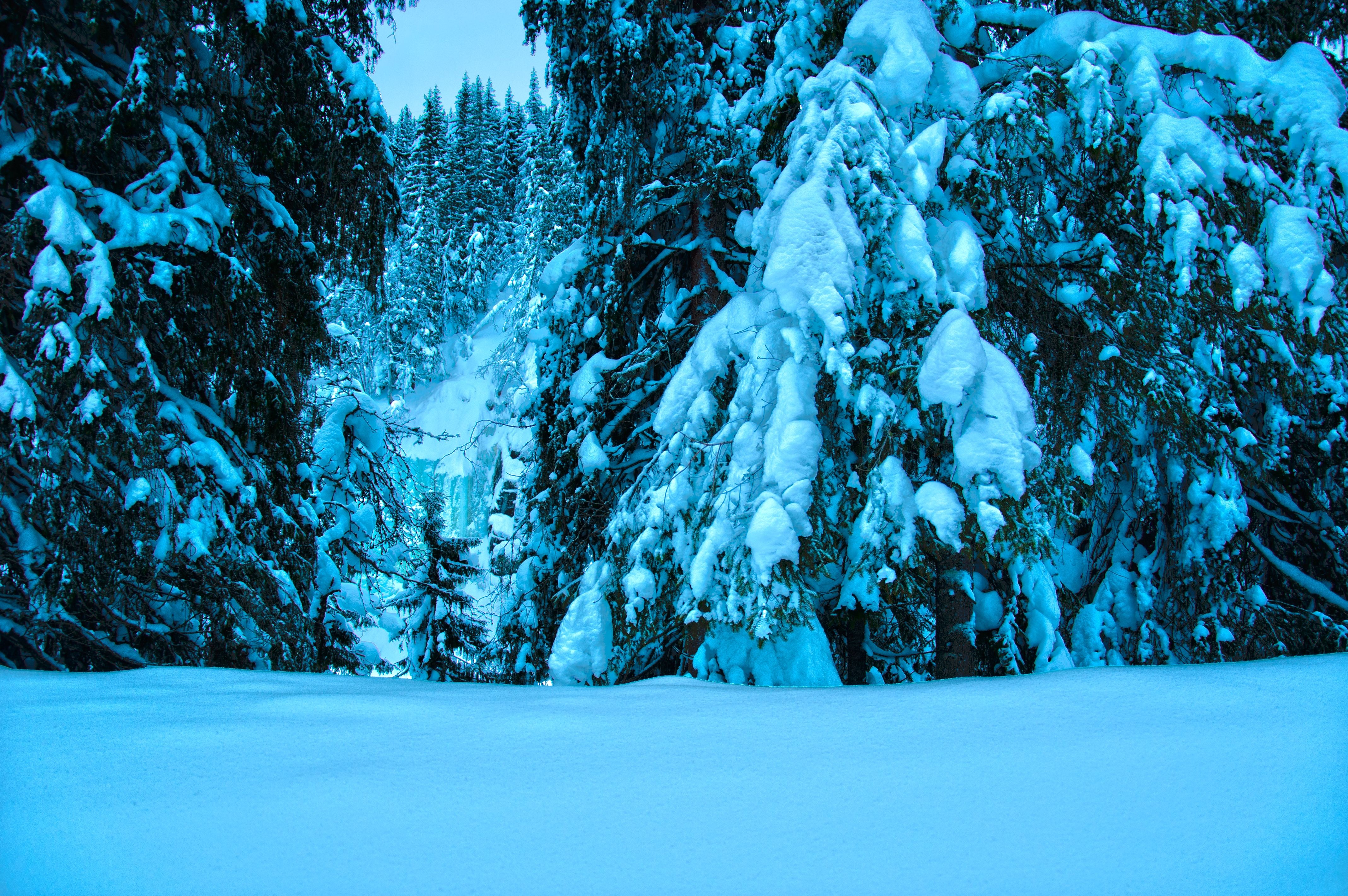 Скачать обои бесплатно Ели, Снег, Природа, Зима, Деревья, Пейзаж картинка на рабочий стол ПК