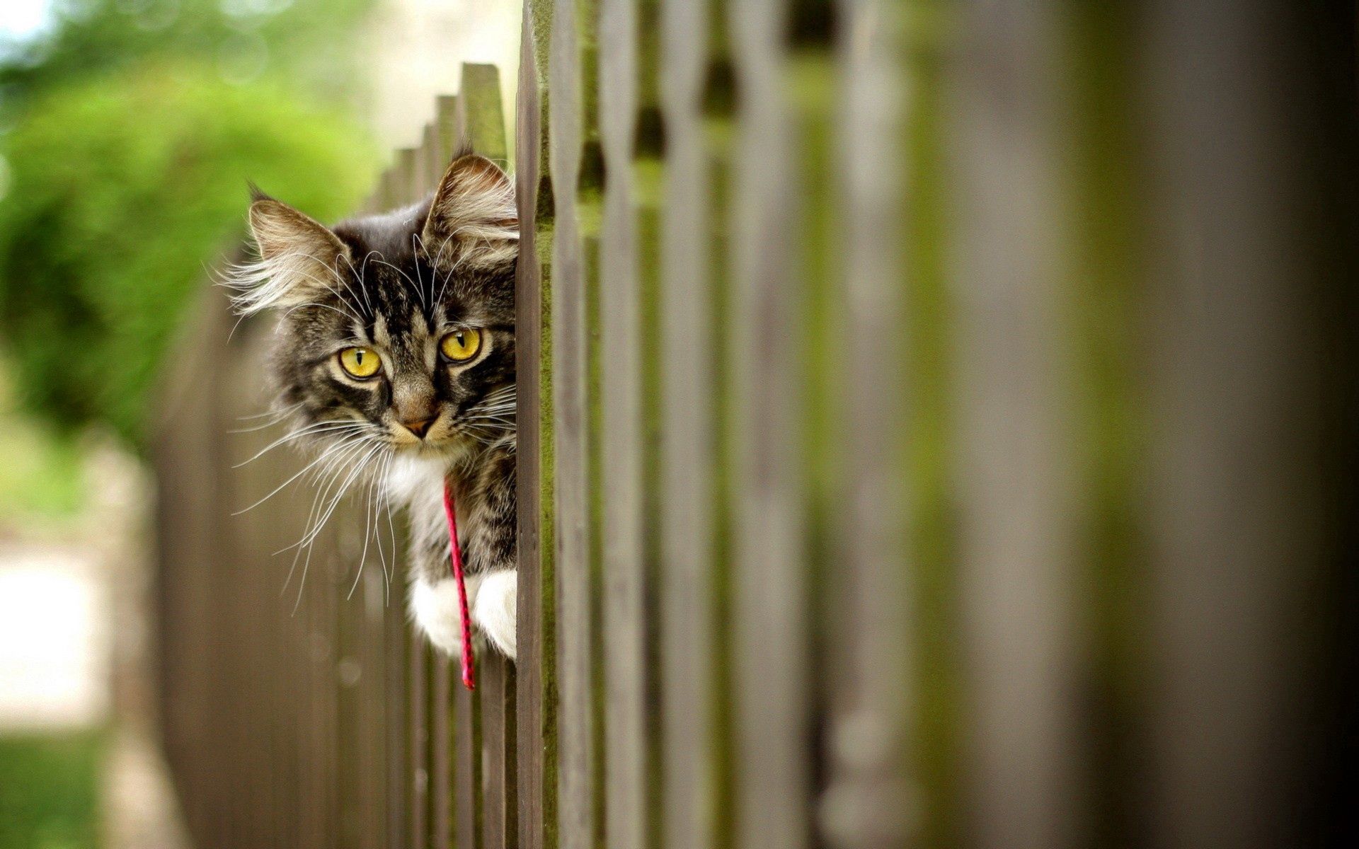 Download mobile wallpaper Fence, Fluffy, Animals, Muzzle, Cat for free.
