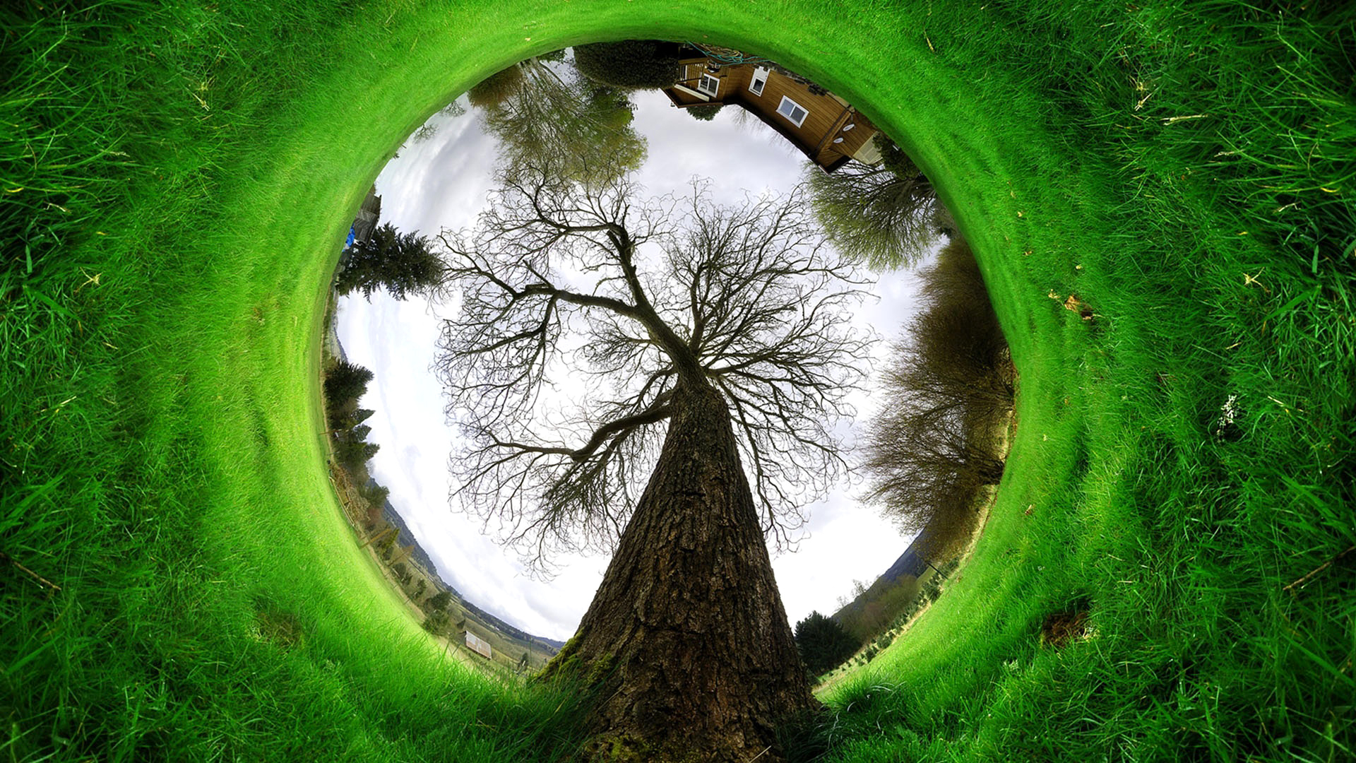Завантажити шпалери безкоштовно Дерева, Дерево, Земля картинка на робочий стіл ПК