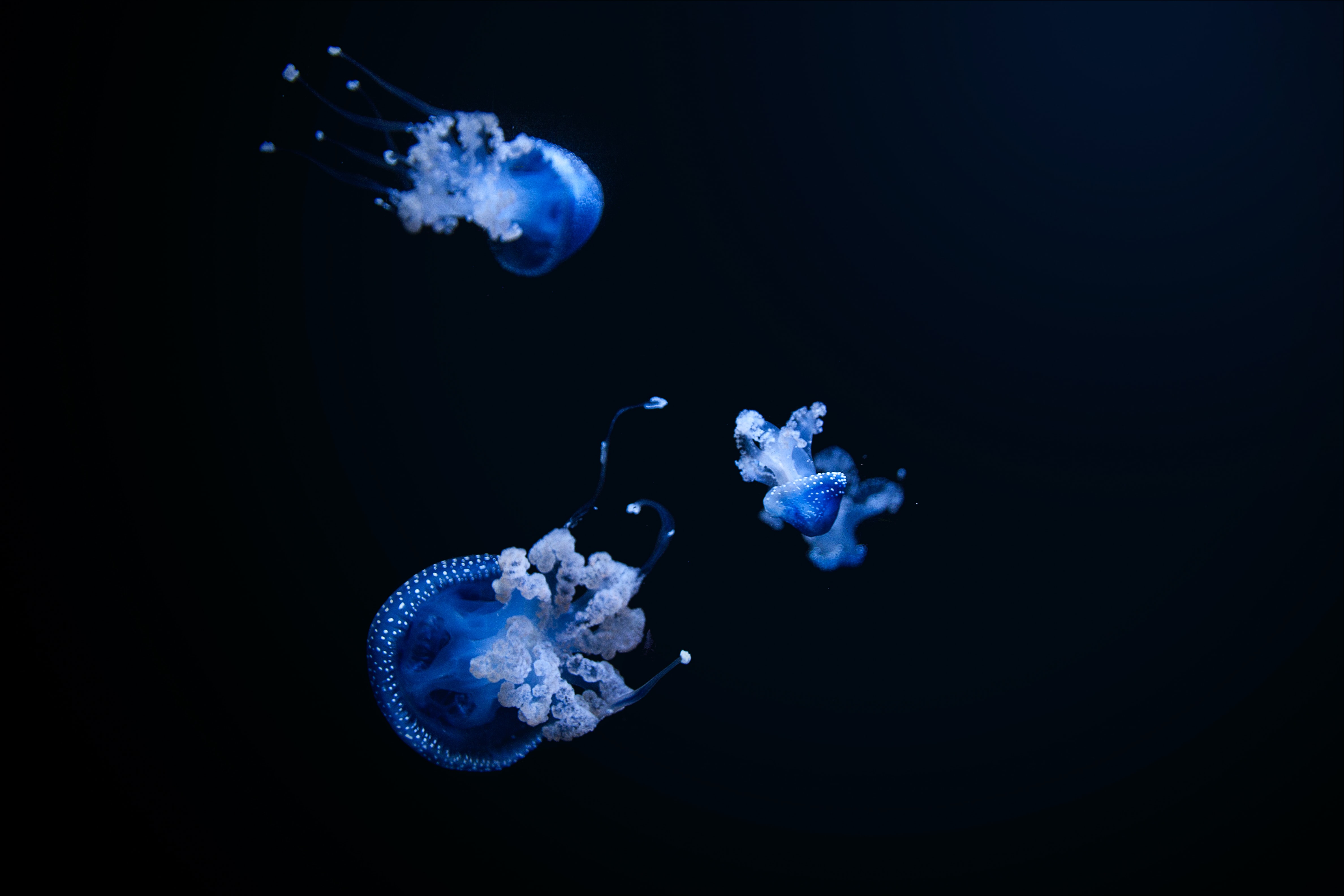 153129 descargar imagen medusa, negro, oscuro, el negro, tentáculo, generosamente, es hermoso: fondos de pantalla y protectores de pantalla gratis