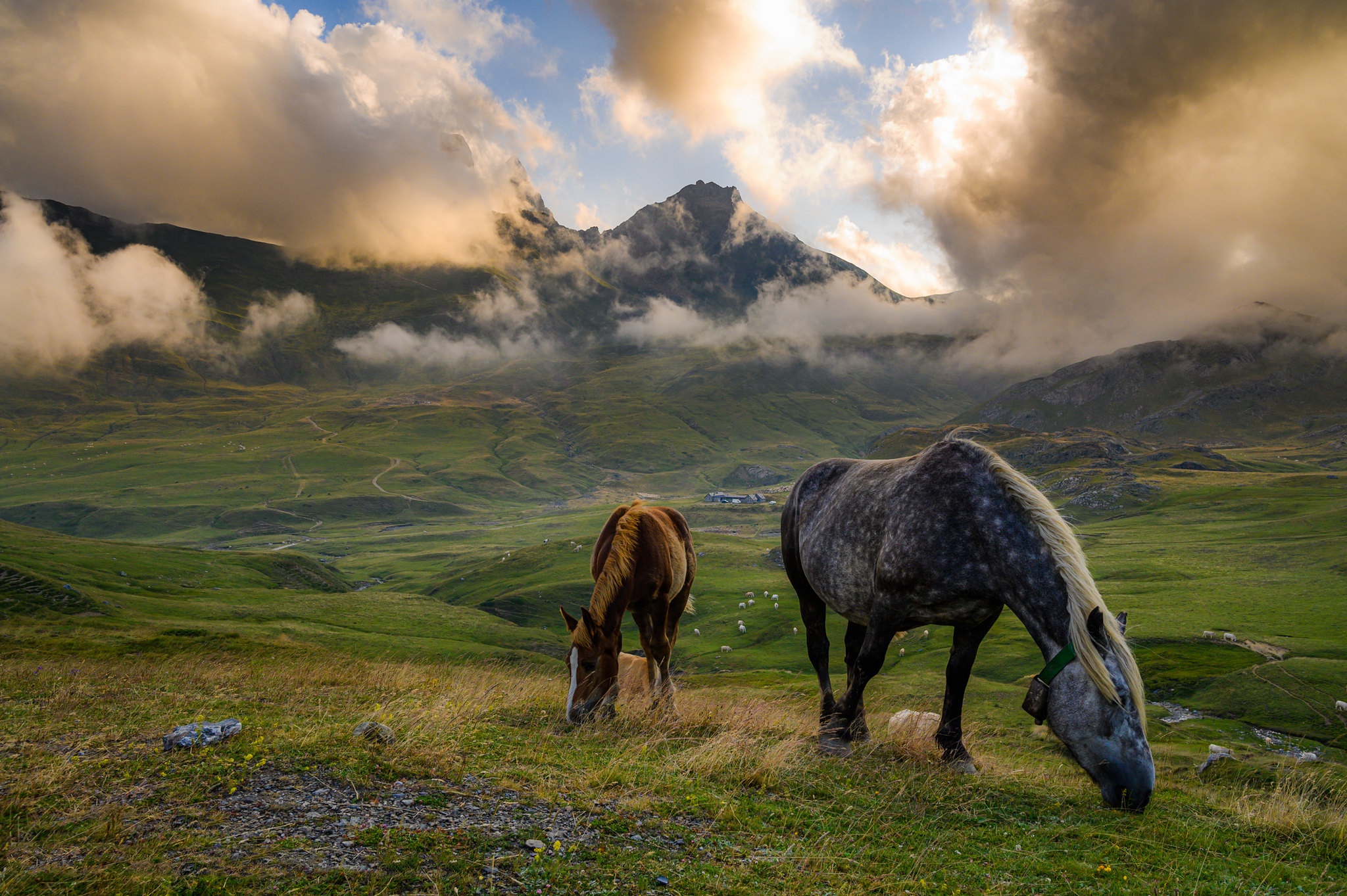 fog, animal, horse, cloud, mountain, pasture