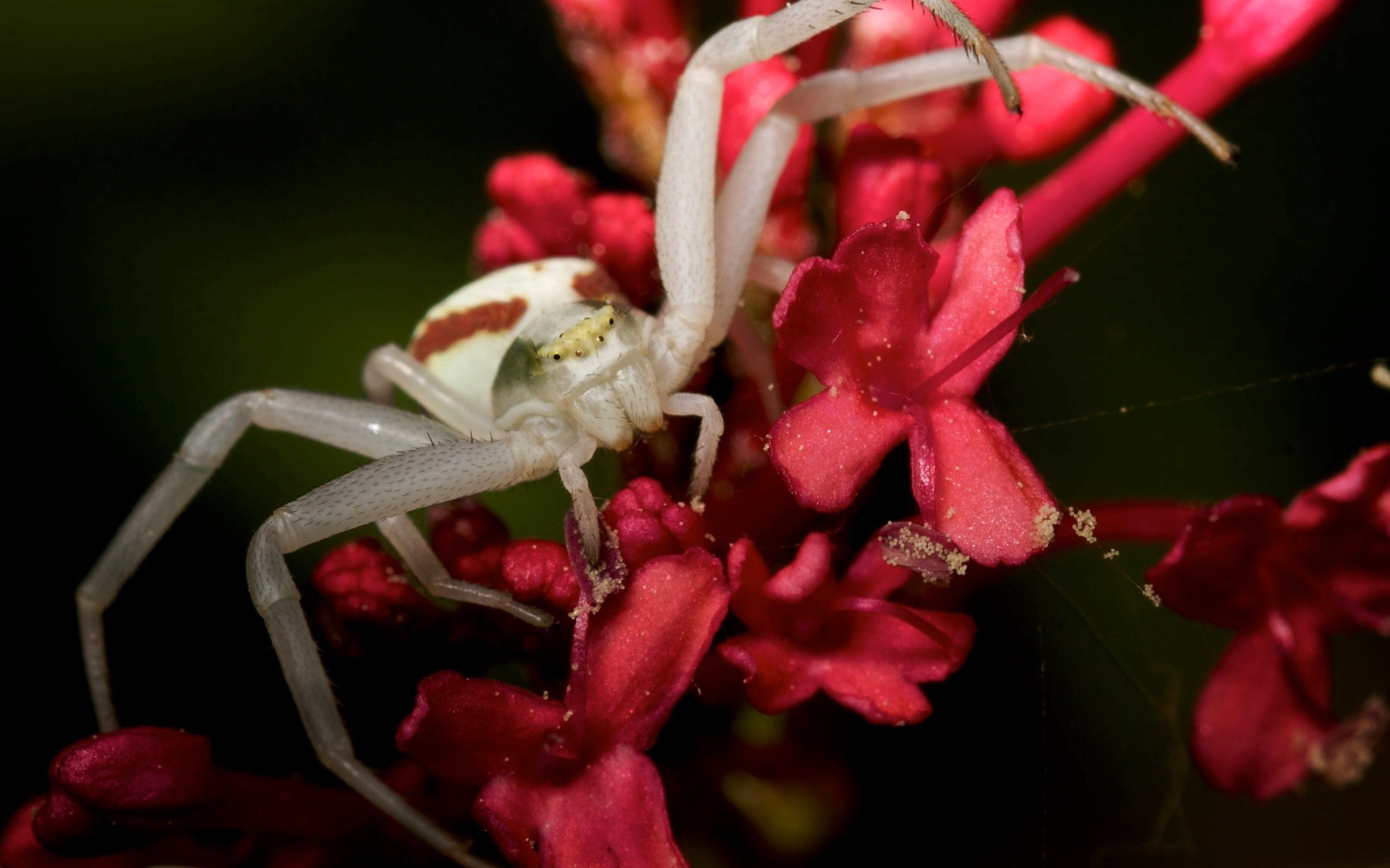 PCデスクトップに昆虫, 大きい, マクロ, 登る, 花びら, 蜘蛛, クモ画像を無料でダウンロード