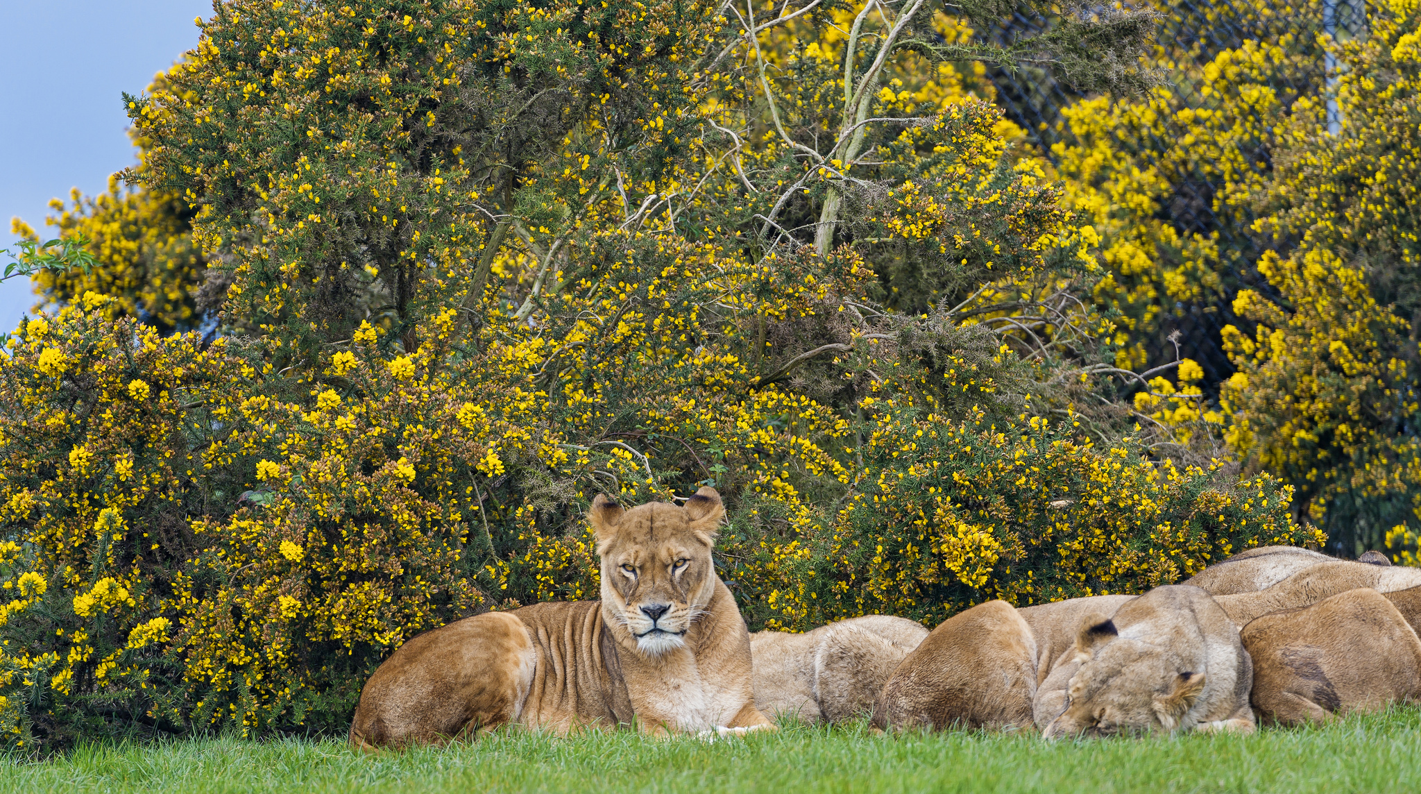 Free download wallpaper Cats, Lion, Animal on your PC desktop