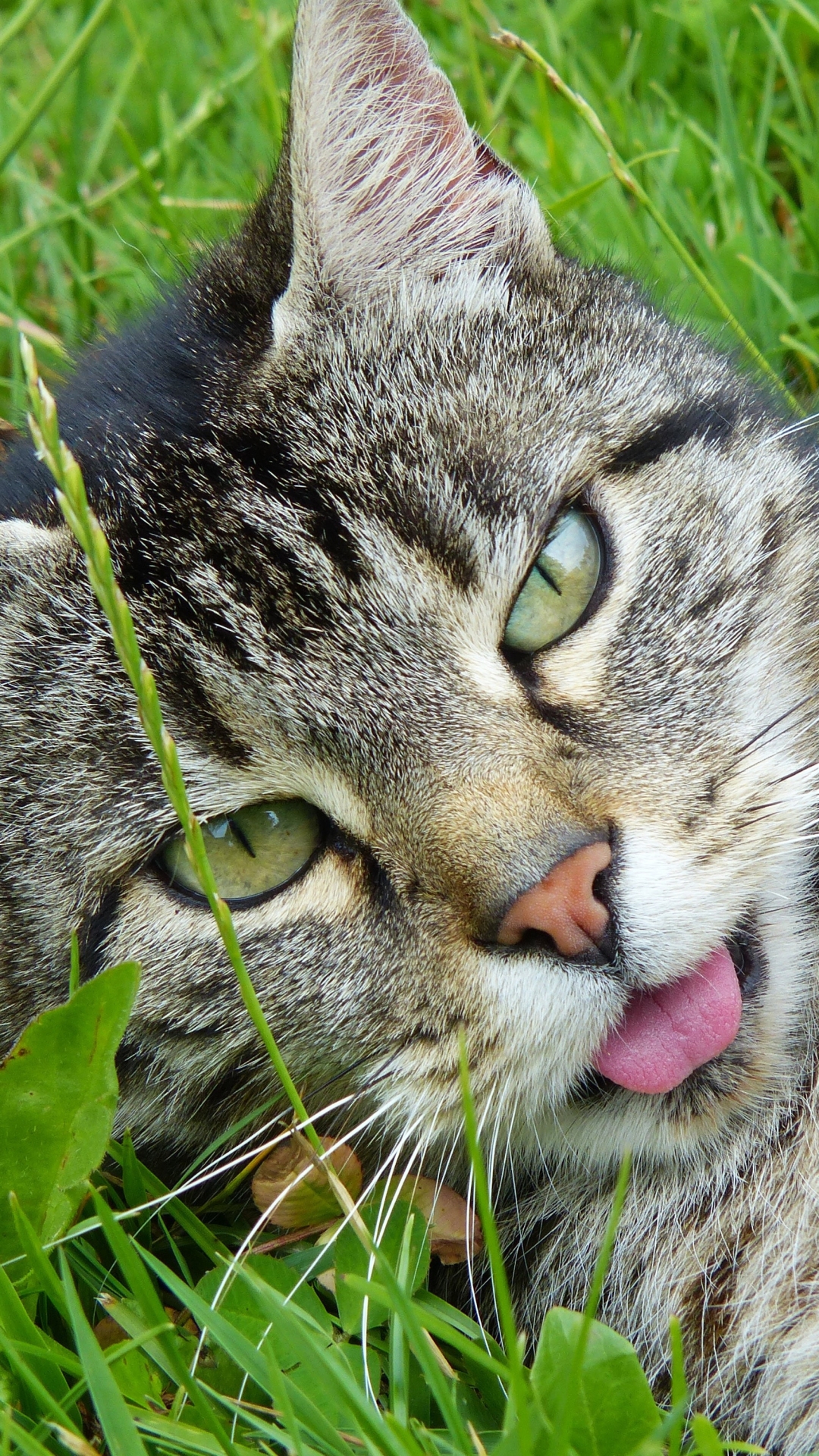 Descarga gratuita de fondo de pantalla para móvil de Animales, Gatos, Gato.