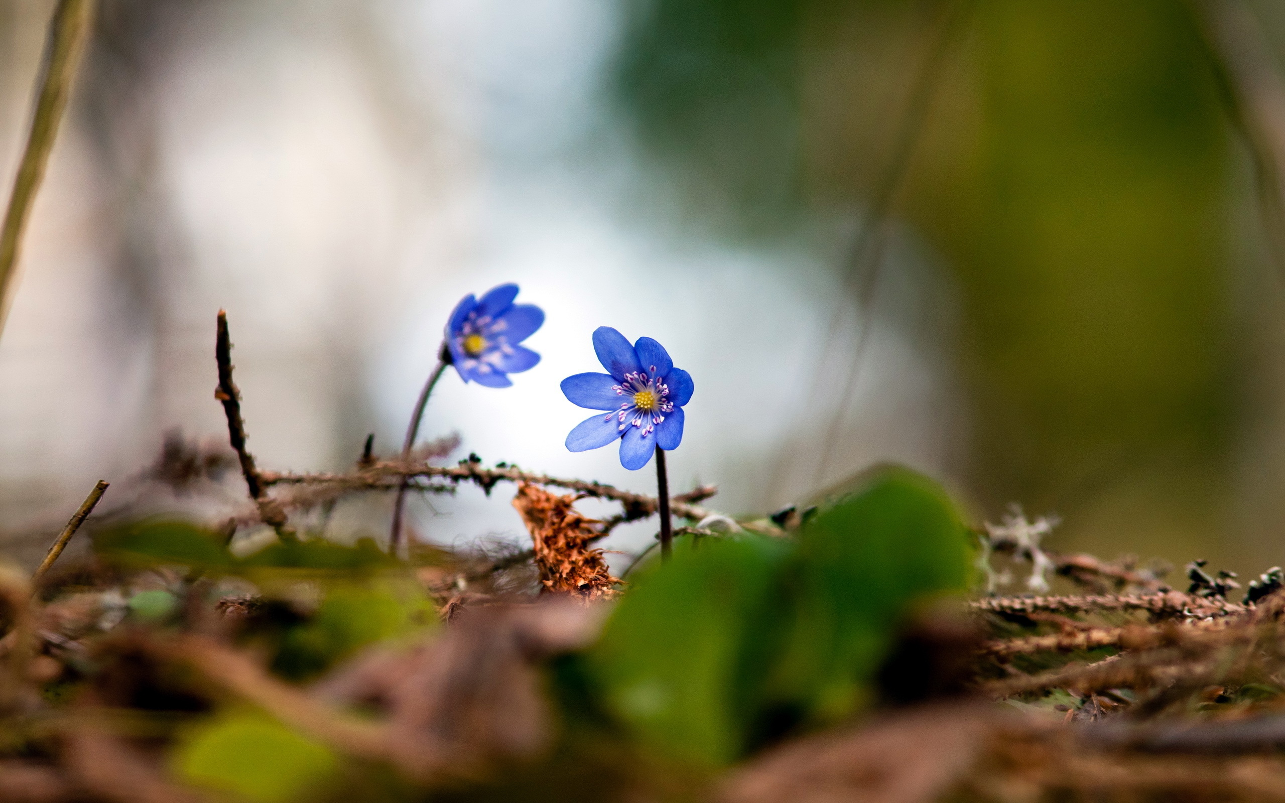 Free download wallpaper Flower, Earth on your PC desktop