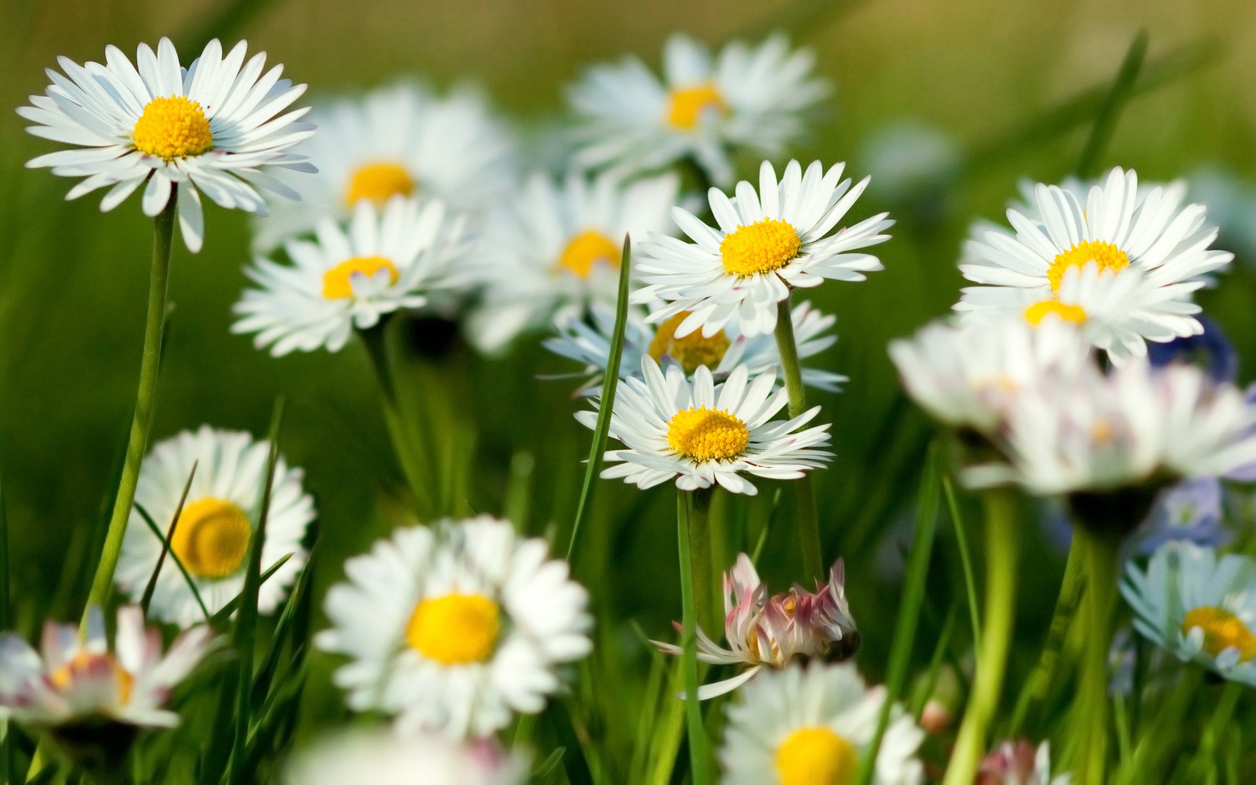 Téléchargez gratuitement l'image Fleurs, Marguerite, Terre/nature sur le bureau de votre PC