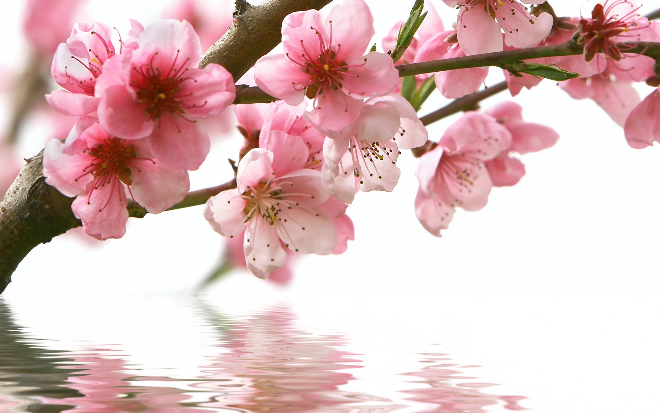 PCデスクトップに自然, フラワーズ, 水, 花, ブランチ, 地球, 桜の花, ピンクの花画像を無料でダウンロード
