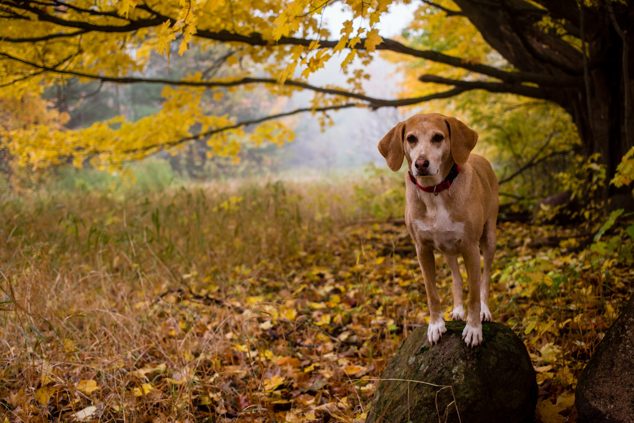 PCデスクトップに動物, 秋, 葉, 犬画像を無料でダウンロード