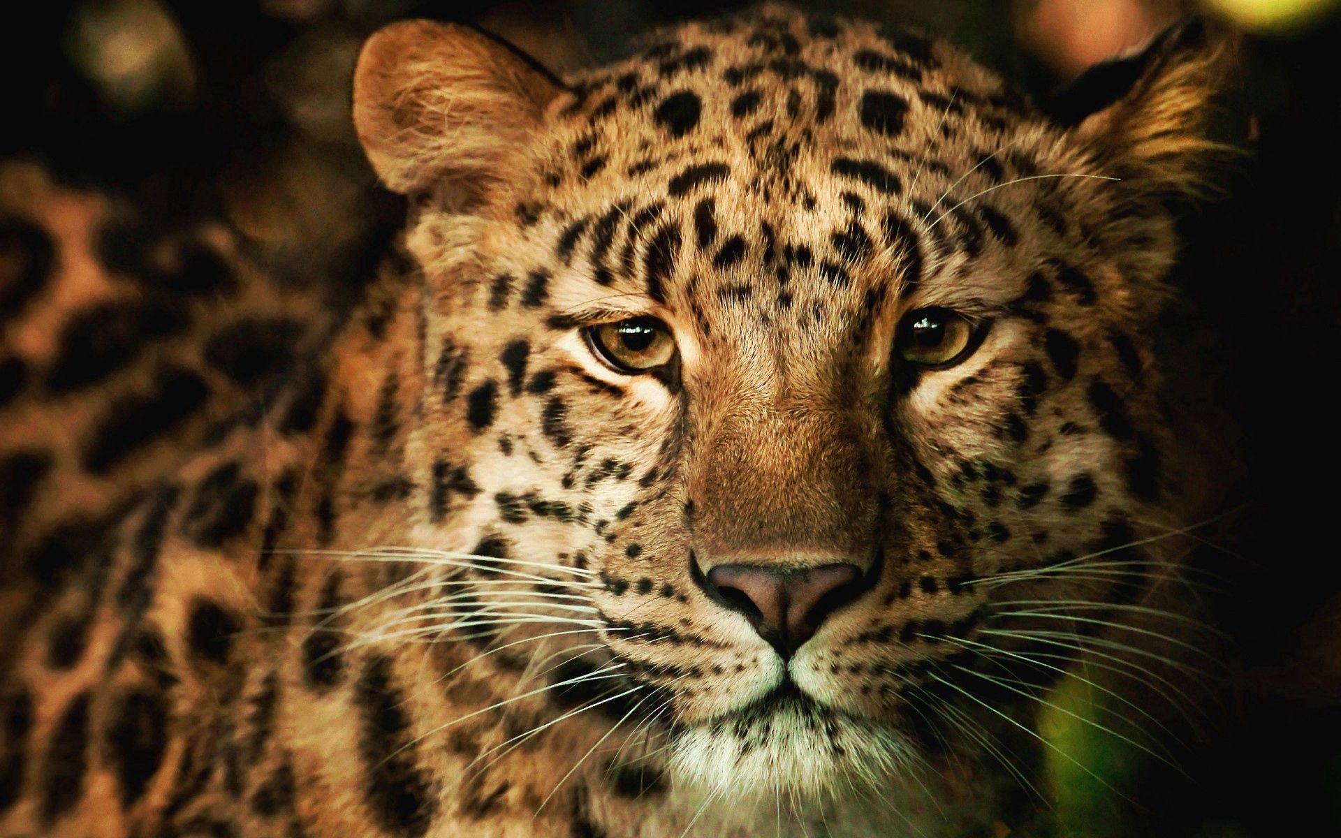 128874 скачать картинку леопард, морда, животные, пятнистый, нос - обои и заставки бесплатно