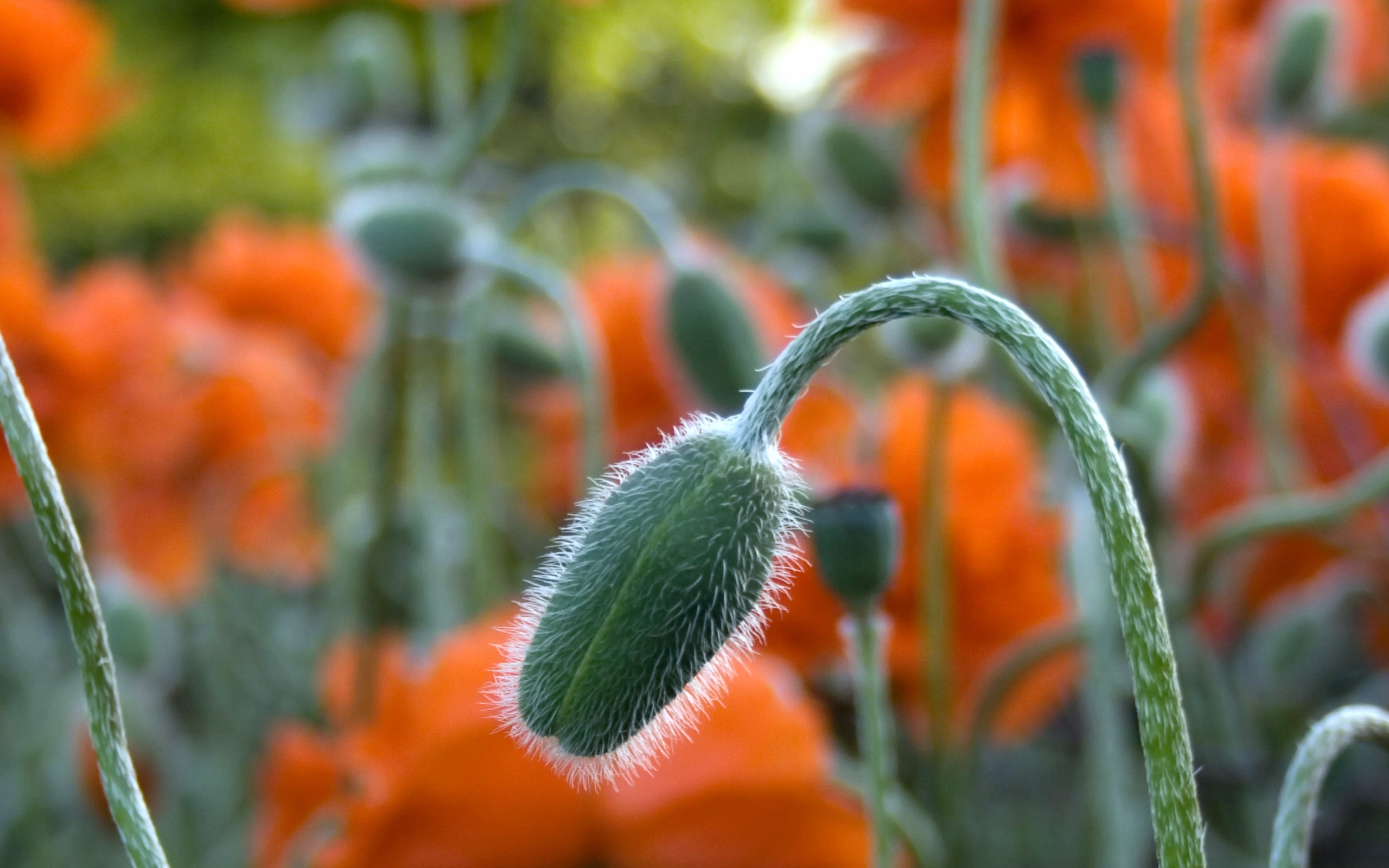 Free download wallpaper Poppy, Flowers, Earth on your PC desktop