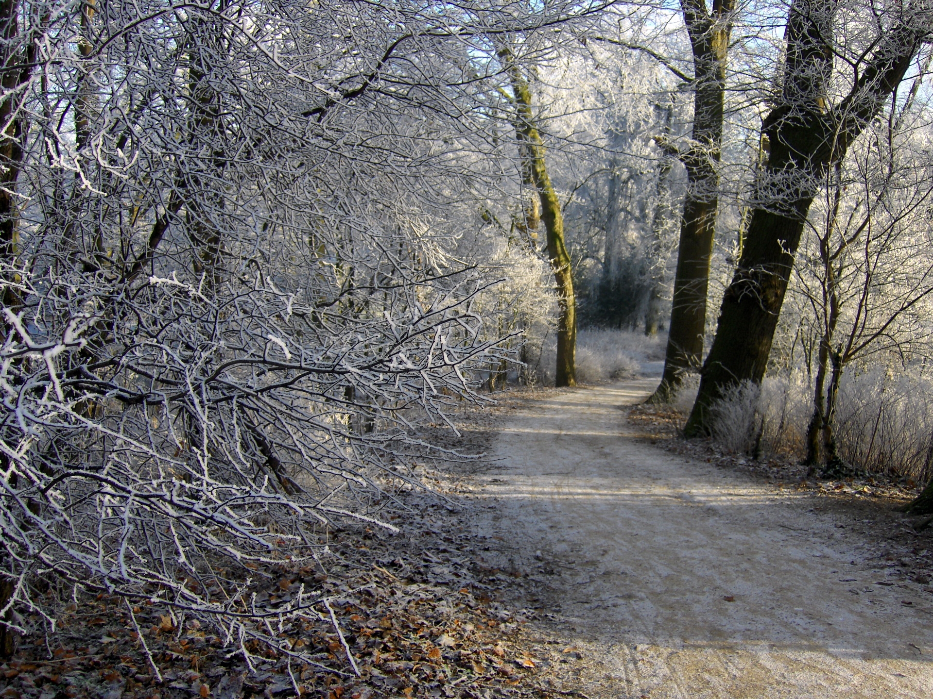 Скачать картинку Гронинген, Деревья, Снег, Природа, Дорога, Лес, Иней, Зима, Нидерланды в телефон бесплатно.