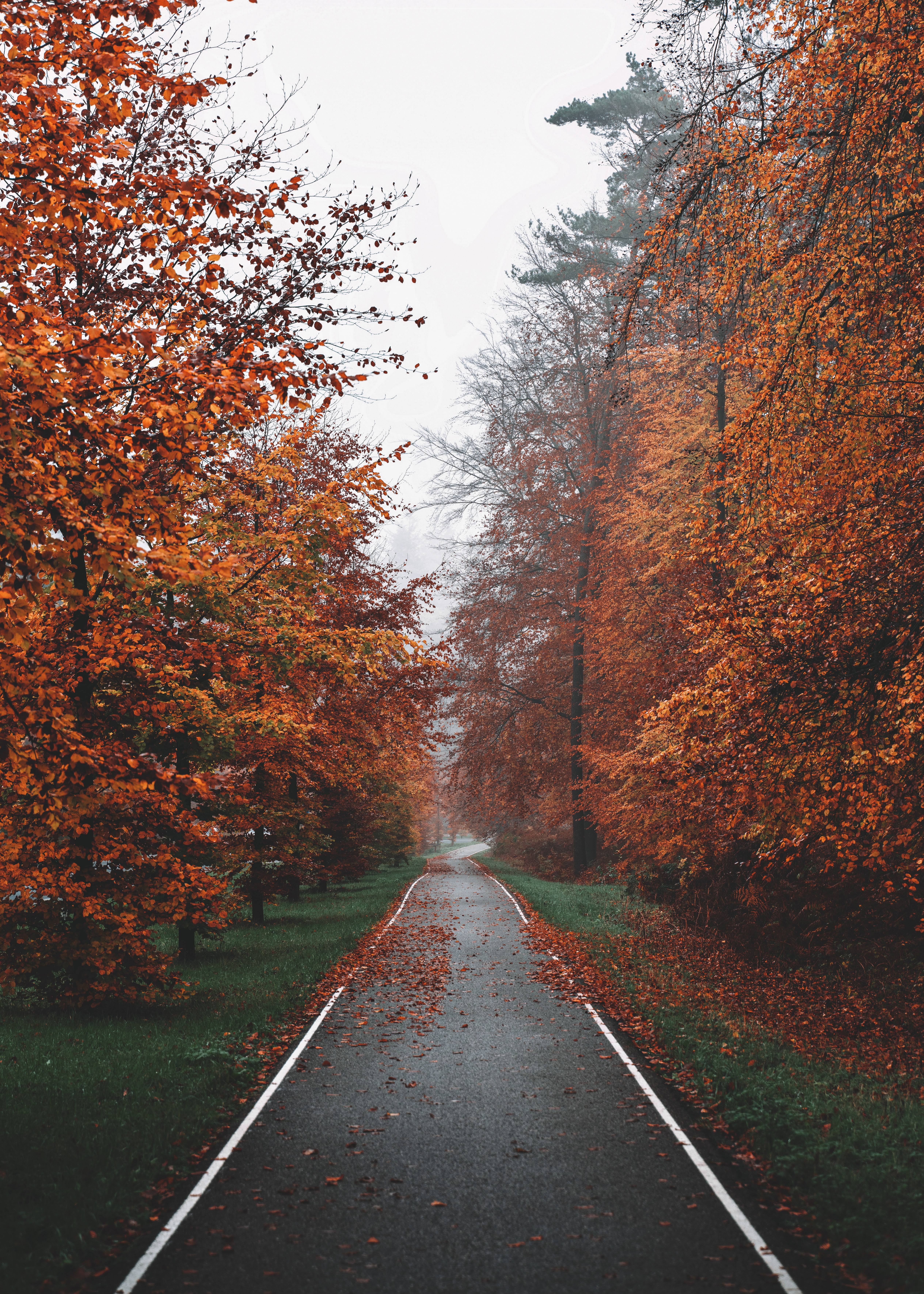 autumn, track, nature, trees, fog