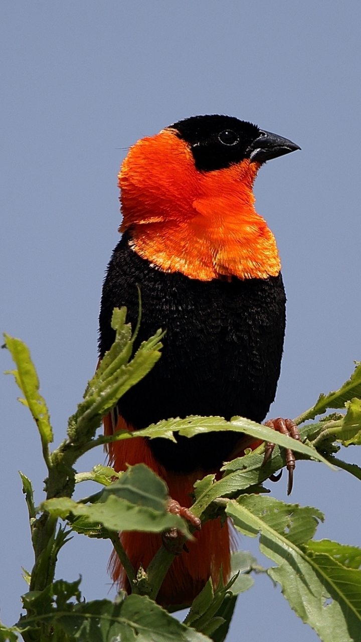 Descarga gratuita de fondo de pantalla para móvil de Animales, Aves, Ave.