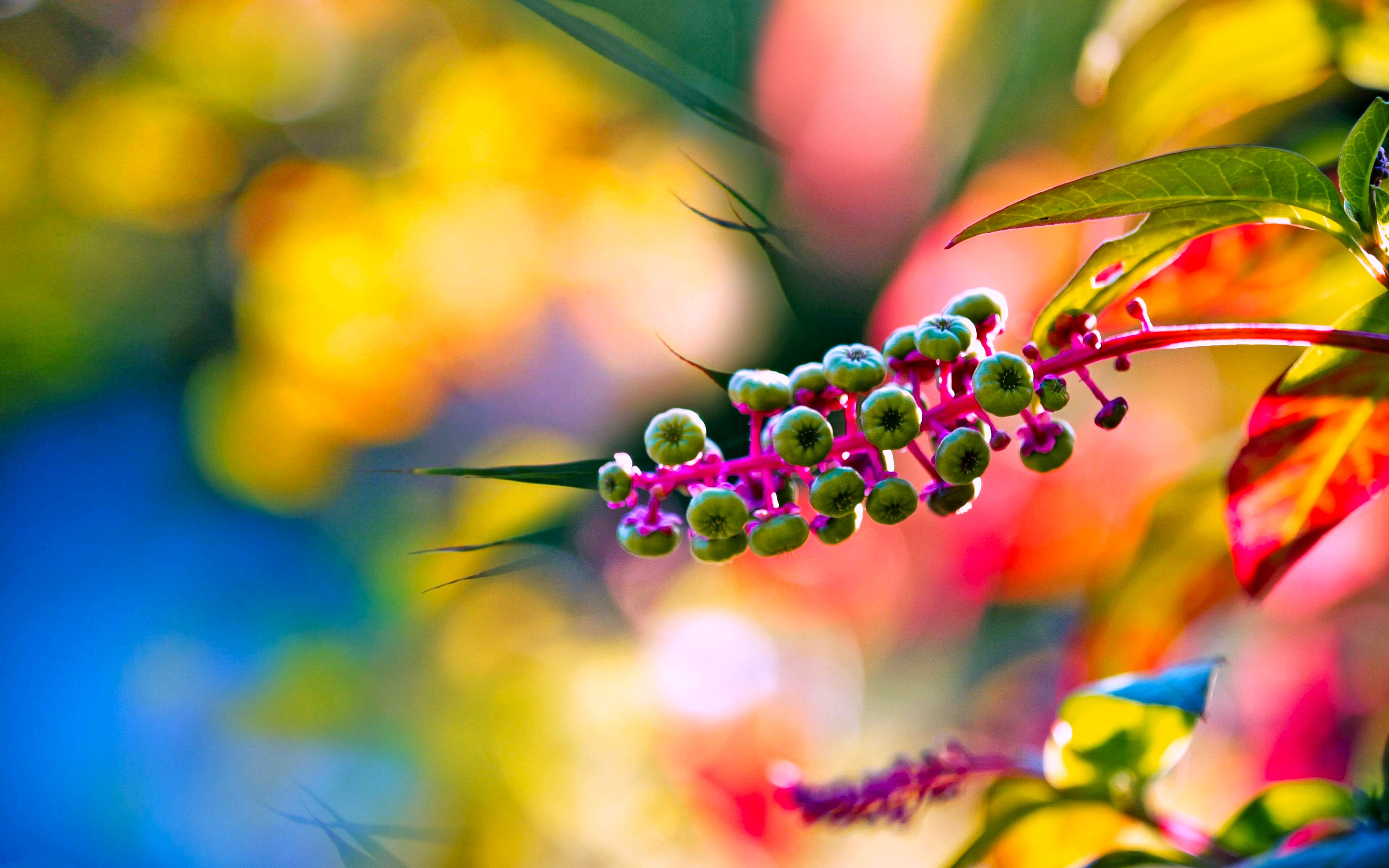 blur, bokeh, colorful, earth, spring, nature, sunny