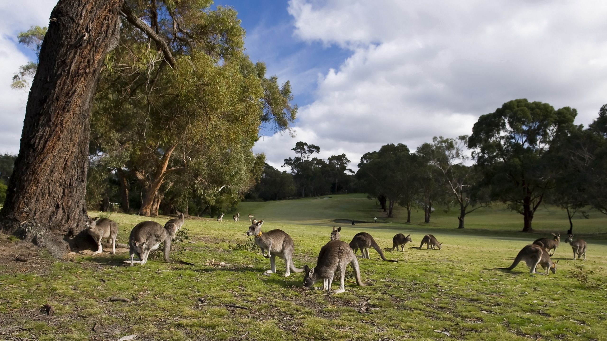 120375 Hintergrundbild herunterladen kangaroo, tiere, bäume, grass, bummel, spaziergang, viele, vielzahl - Bildschirmschoner und Bilder kostenlos