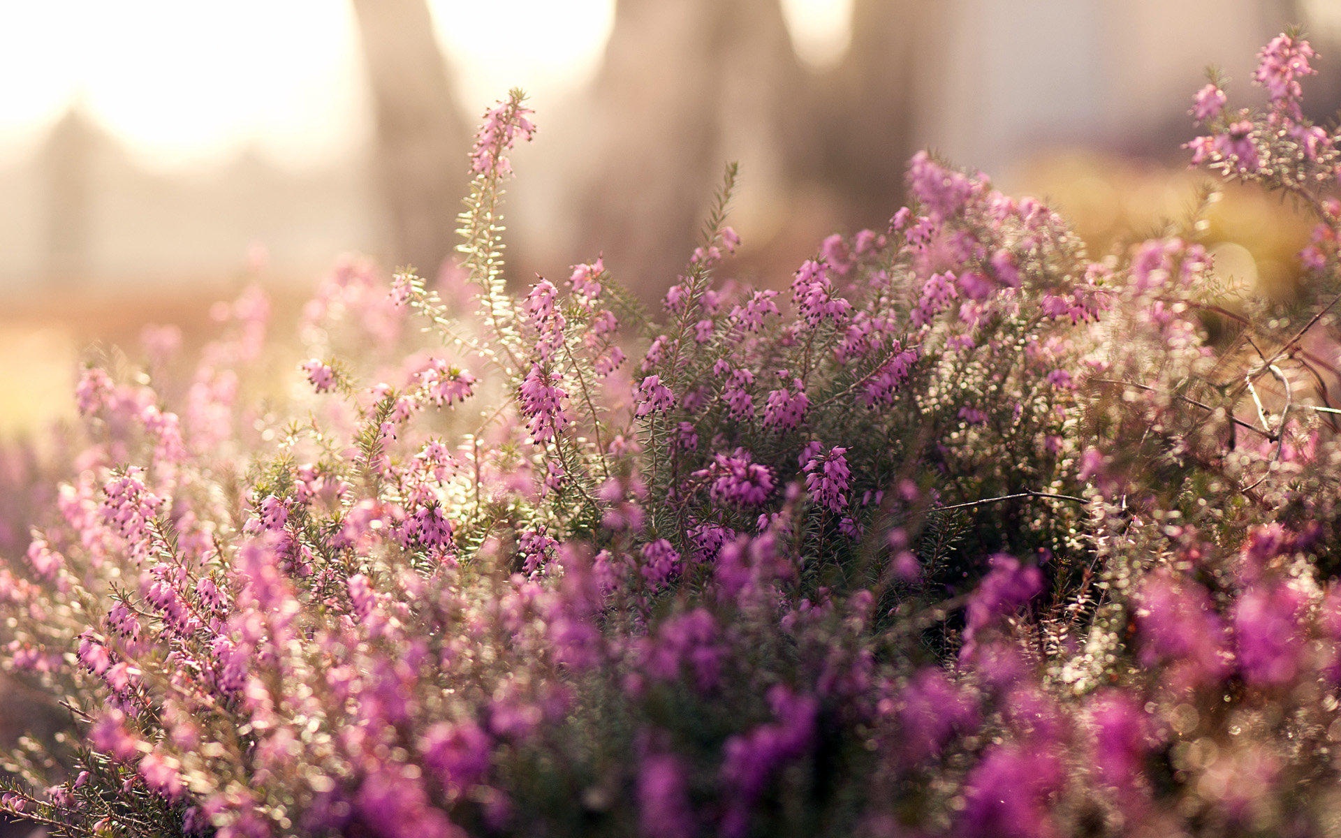 Descarga gratuita de fondo de pantalla para móvil de Flores, Flor, Tierra/naturaleza.