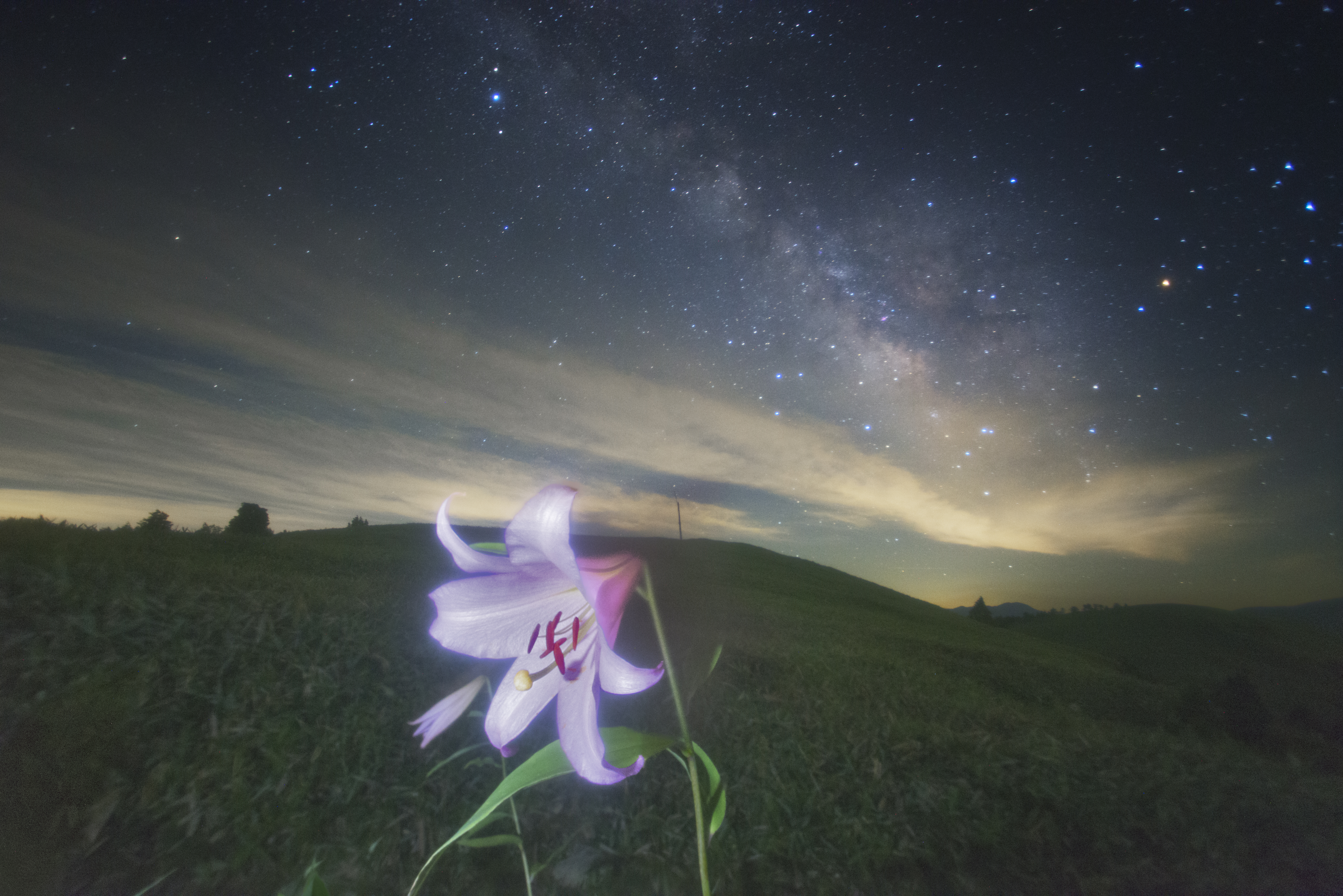 Free download wallpaper Flowers, Sky, Stars, Night, Earth, Milky Way, Lily on your PC desktop