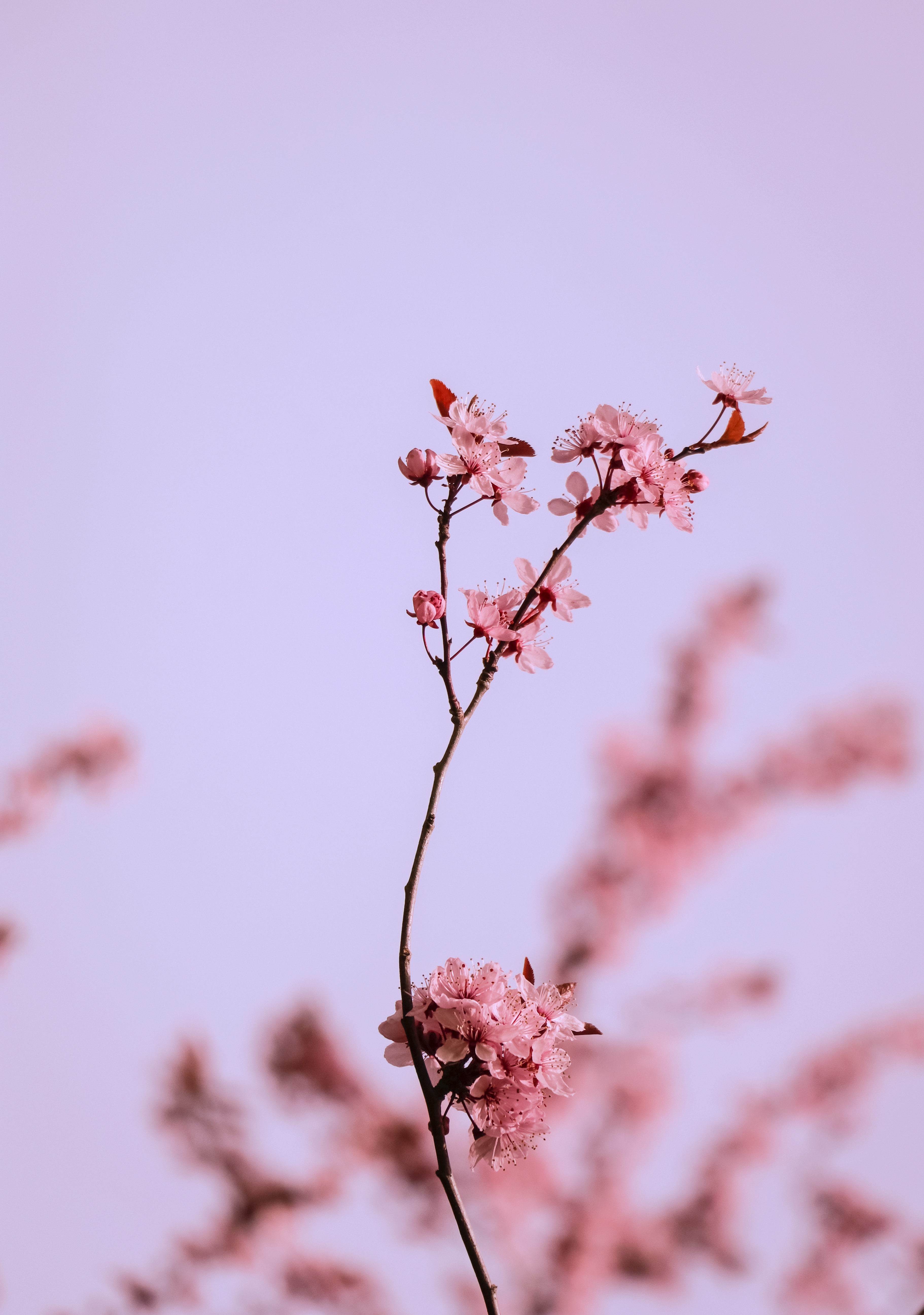 85537 descargar imagen cereza, flores, rosa, macro, rama, rosado: fondos de pantalla y protectores de pantalla gratis
