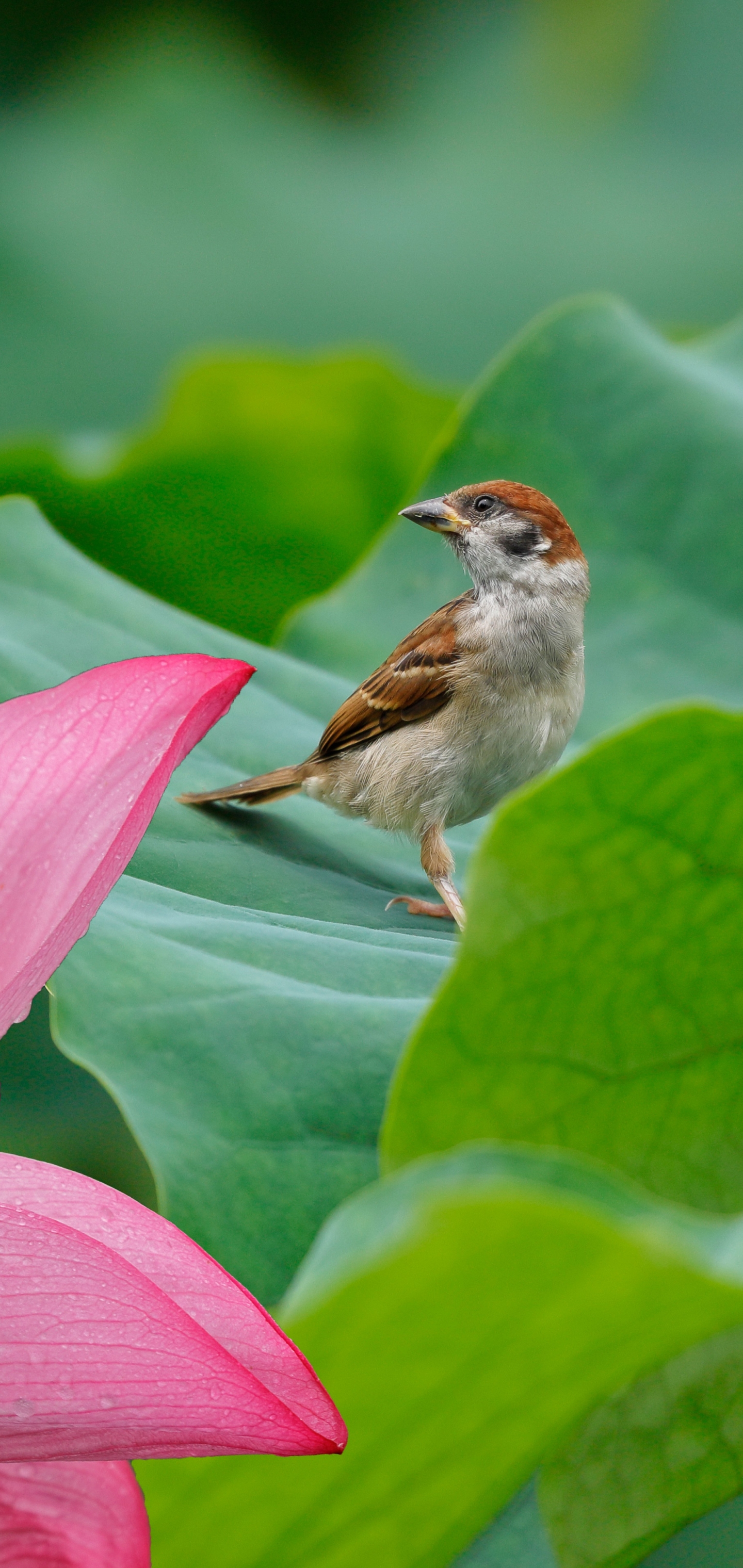 Free download wallpaper Birds, Lotus, Flower, Bird, Sparrow, Animal on your PC desktop