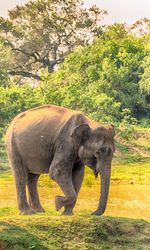 Téléchargez des papiers peints mobile Animaux, Éléphant, Éléphants, Bébé Animal, Éléphant D'asie, Eléphant gratuitement.