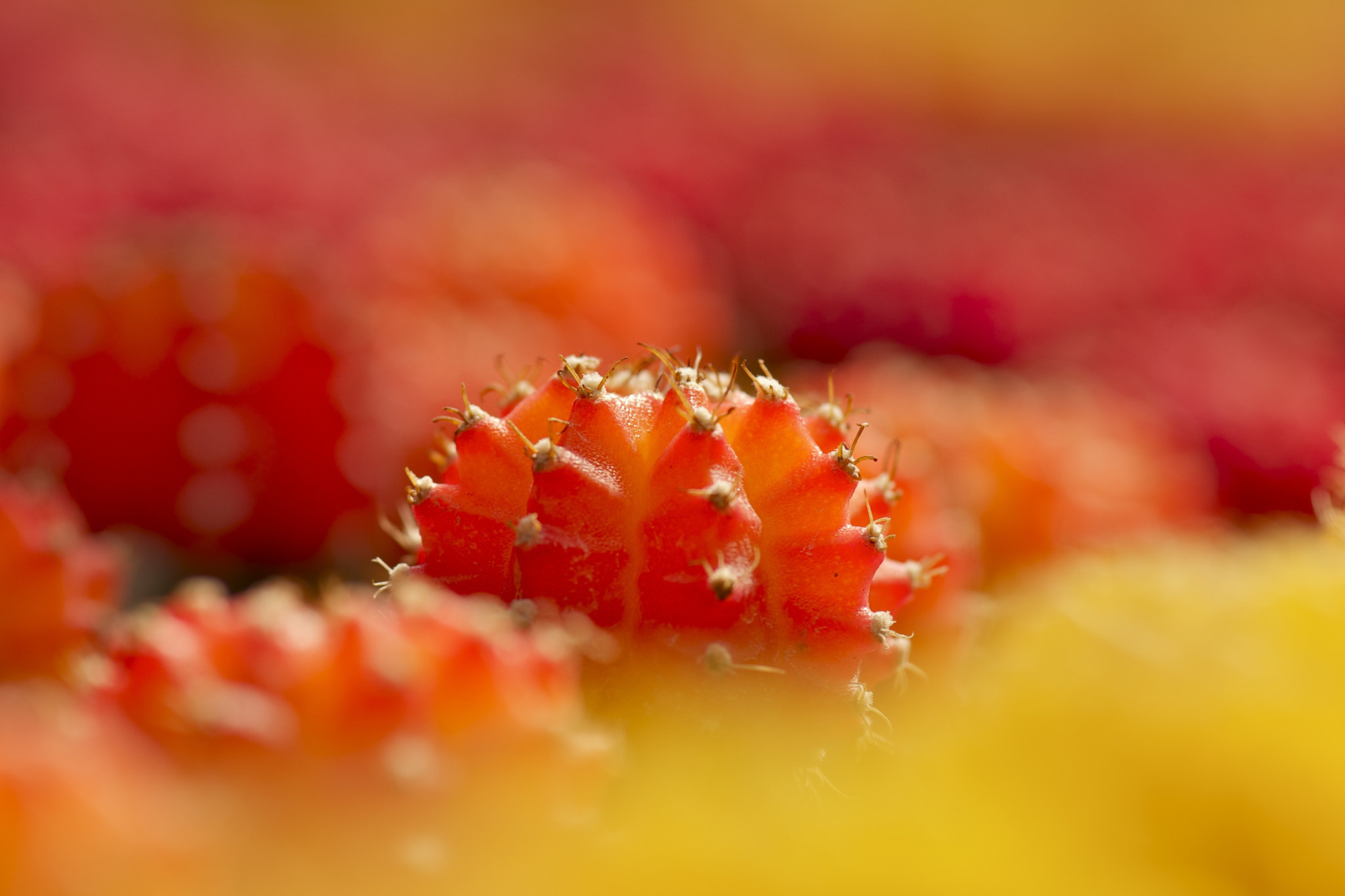 Free download wallpaper Nature, Plant, Blur, Earth, Colorful, Cactus on your PC desktop