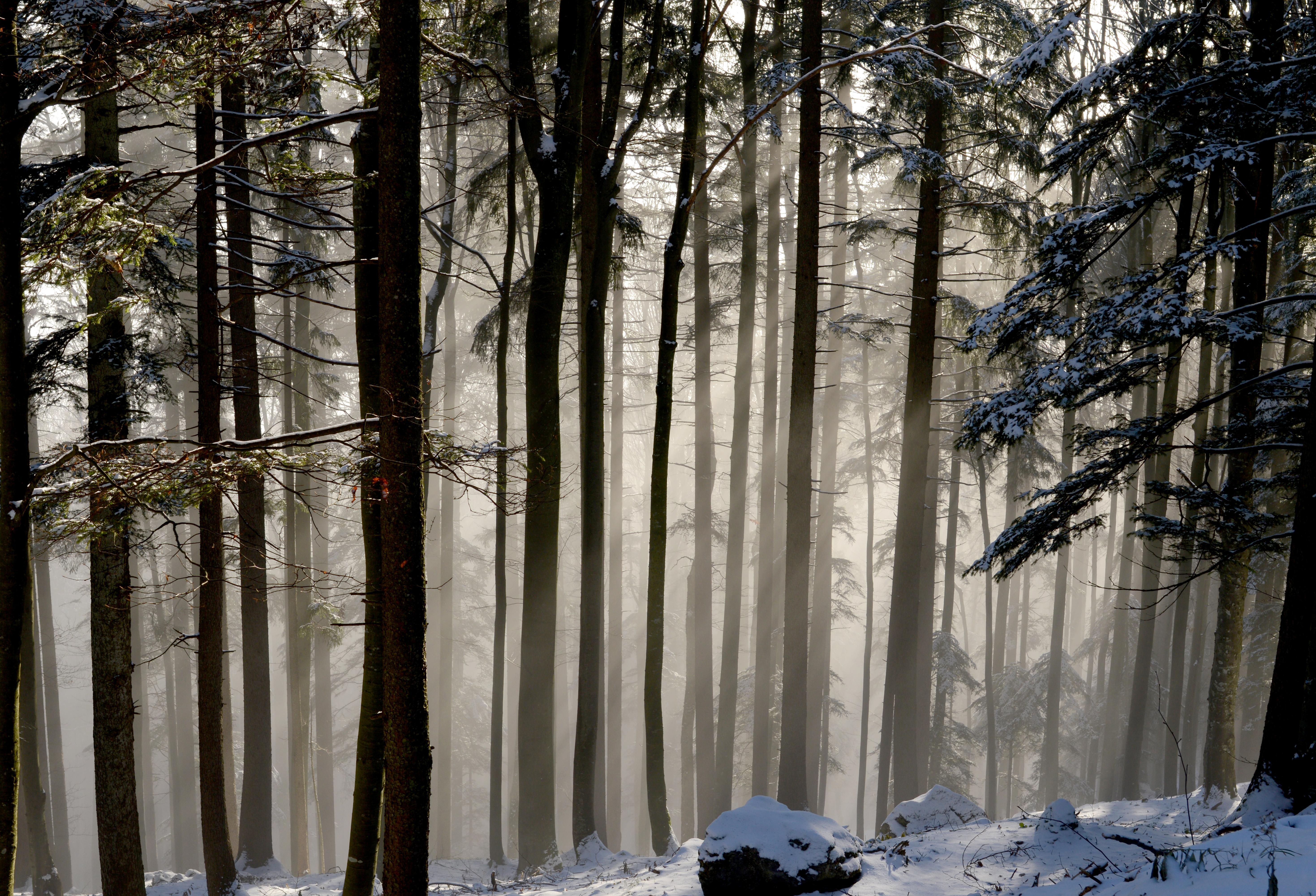 Handy-Wallpaper Winter, Natur, Schnee, Wald, Baum, Nebel, Erde/natur kostenlos herunterladen.