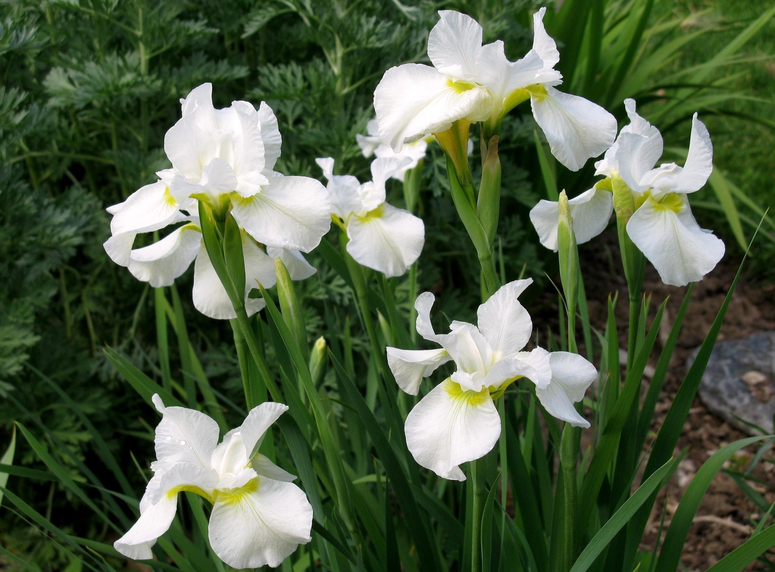 flowers, white, flower bed, flowerbed, irises, snow white
