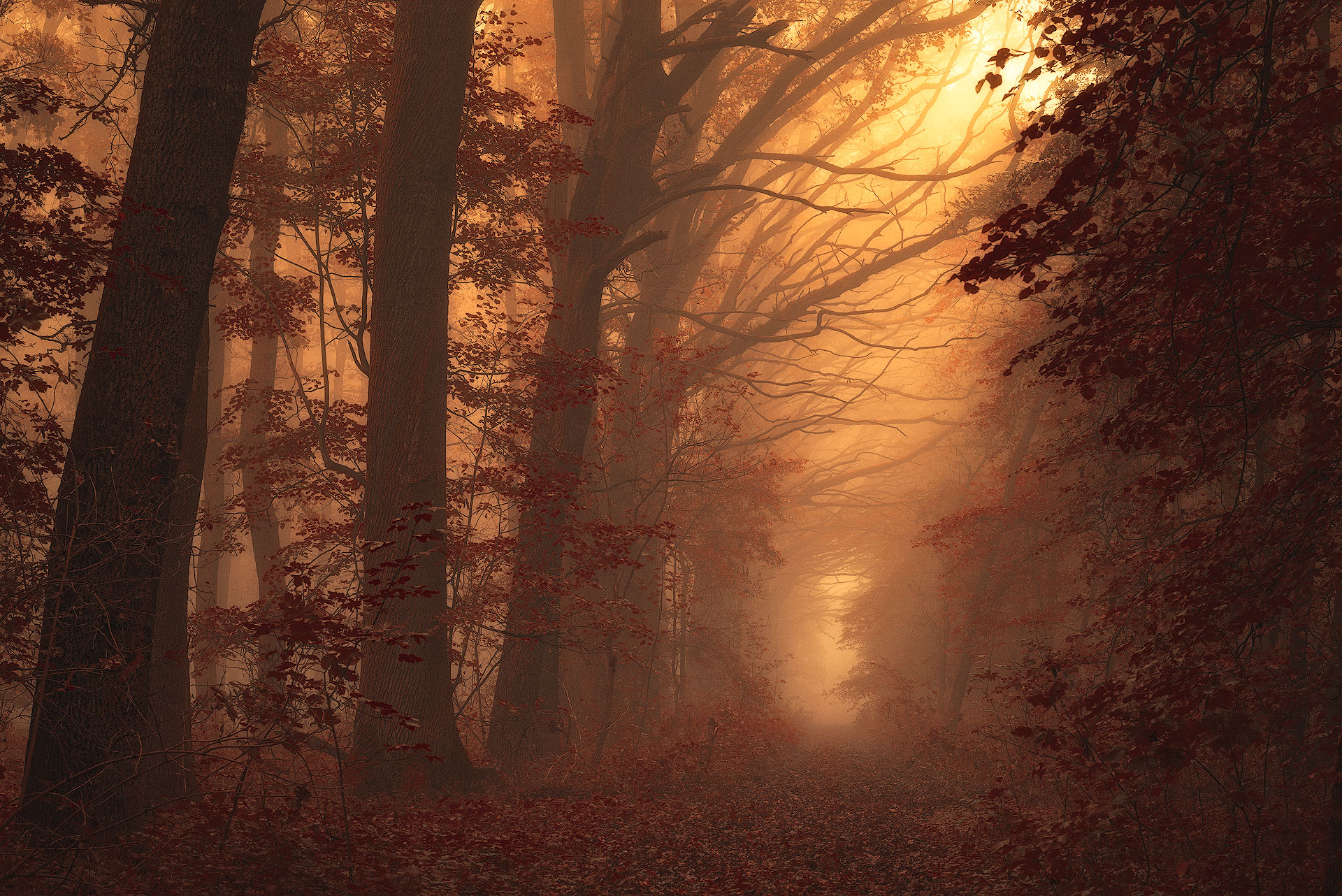 Download mobile wallpaper Nature, Forest, Tree, Fog, Earth, Path for free.