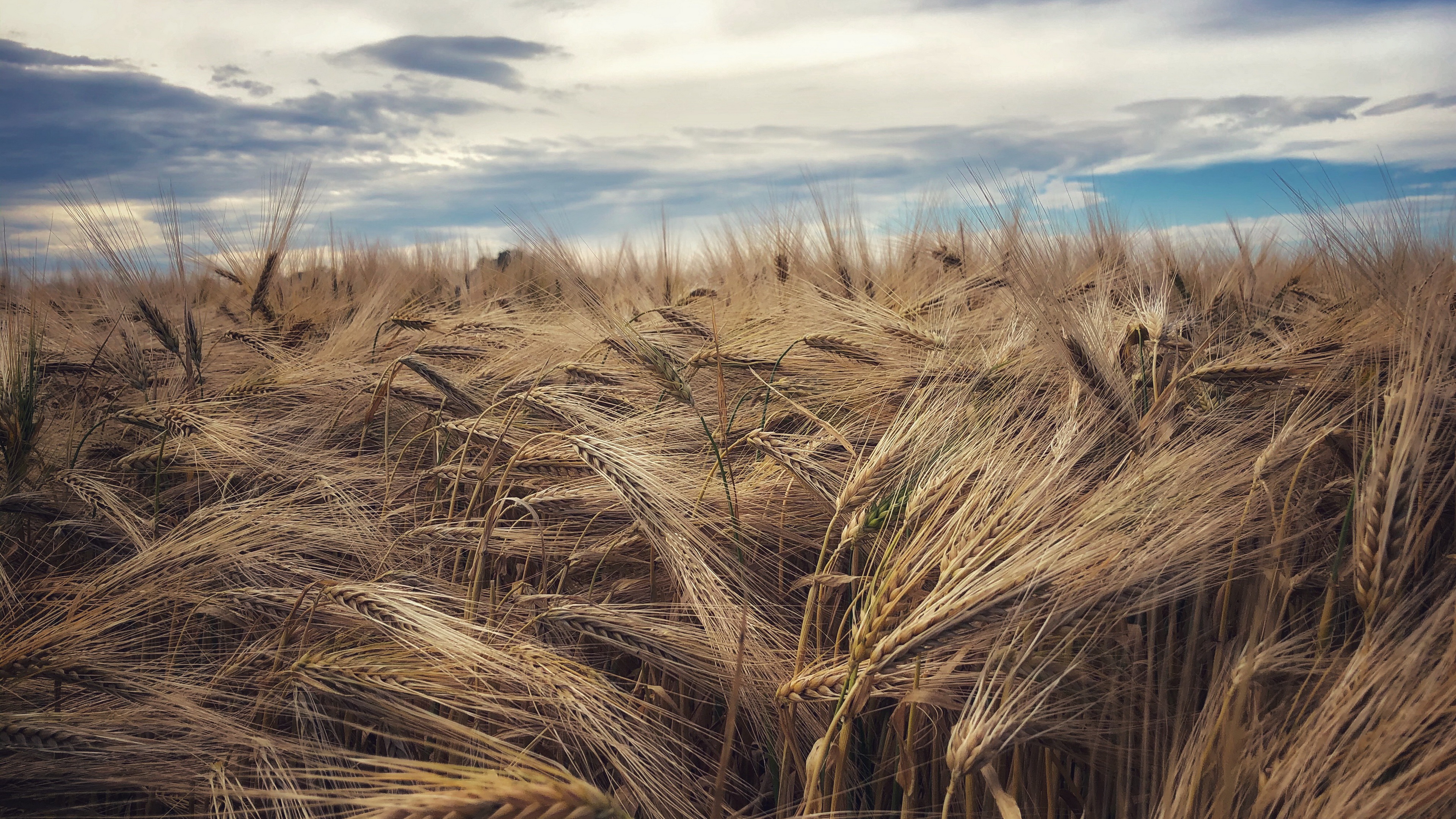 Descarga gratis la imagen Naturaleza, Verano, Trigo, Tierra/naturaleza en el escritorio de tu PC